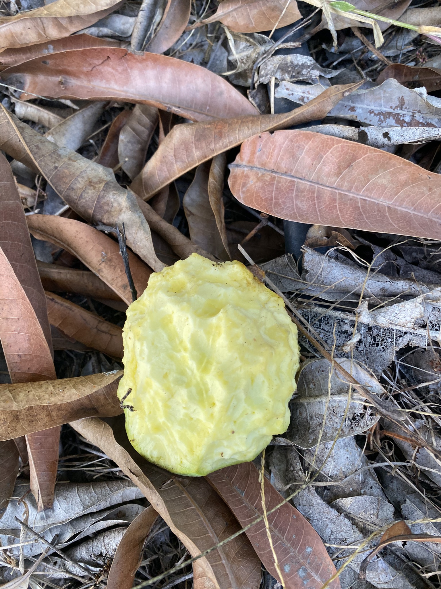 Mango Farmer / Tou's Garden... - Mango Farmer / Tou's Garden