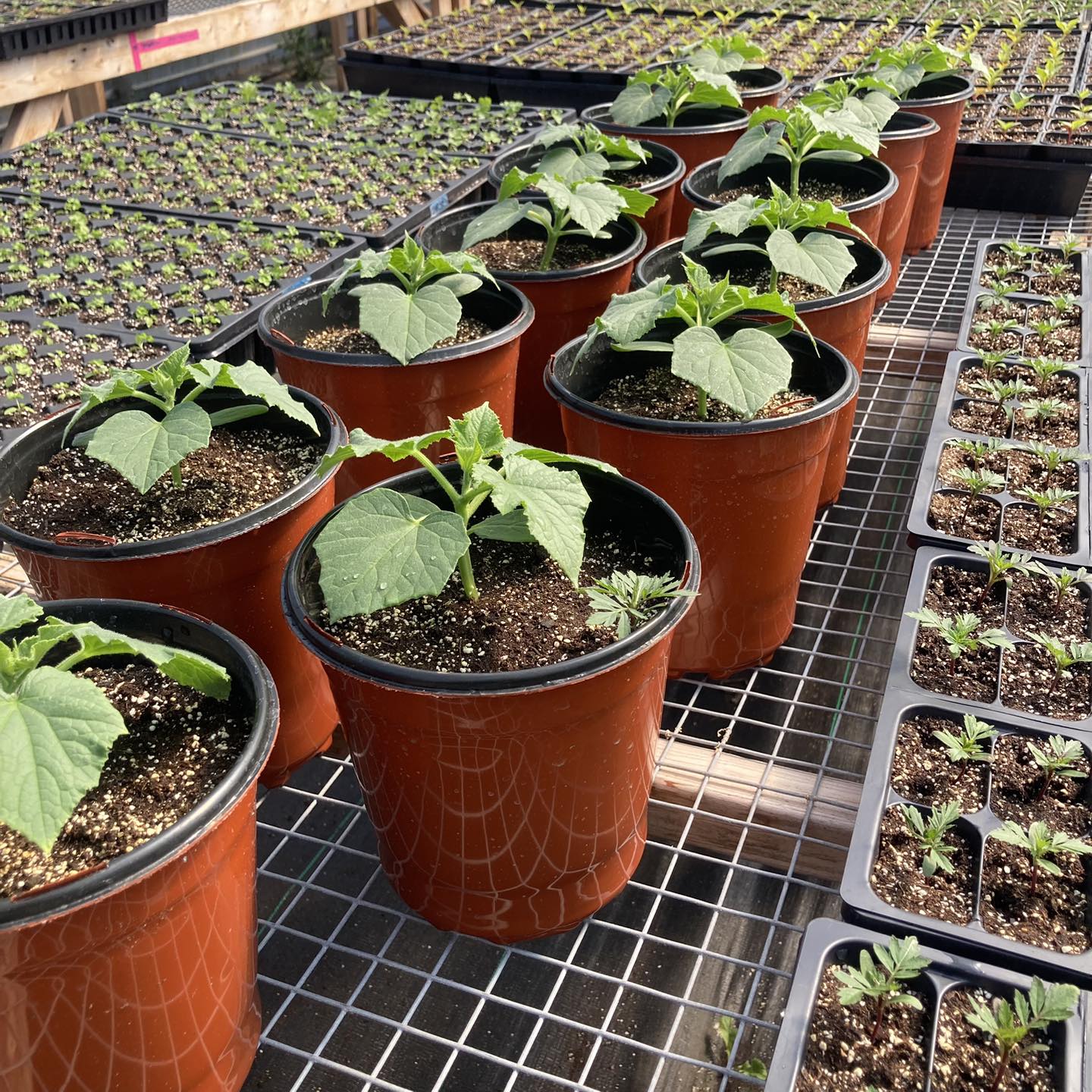 🥒 Small-space growing just got tastier! The new Kitchen Minis