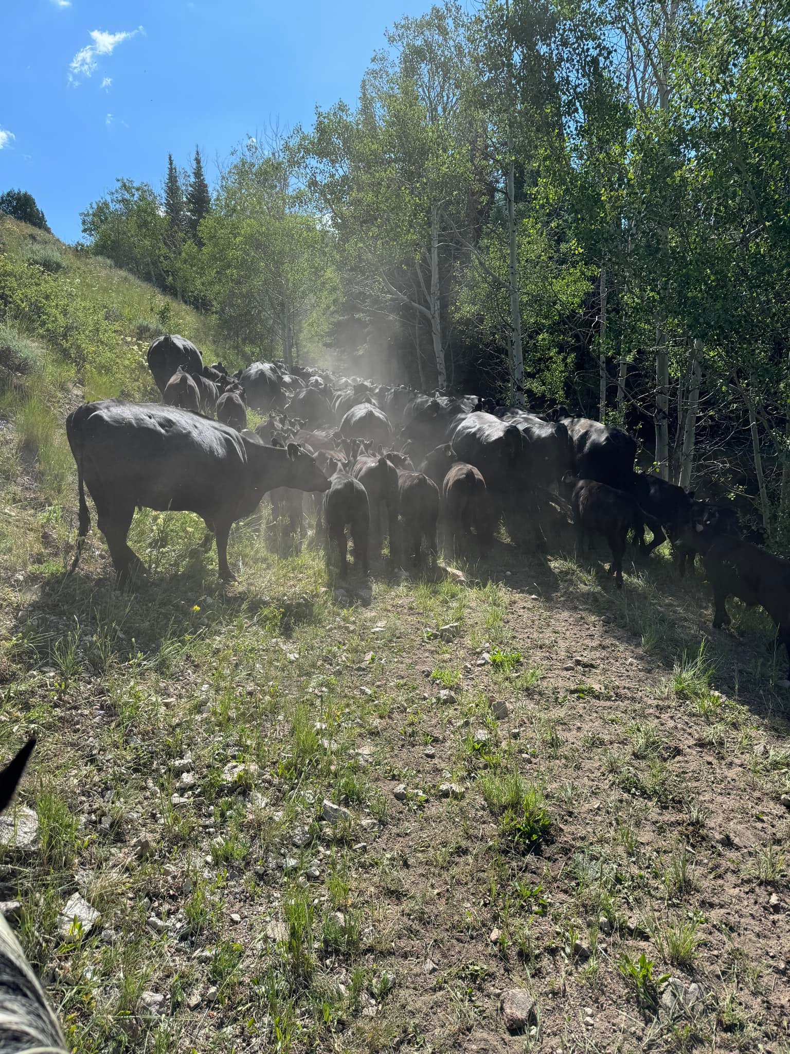 Condict and Sons Cattle Company