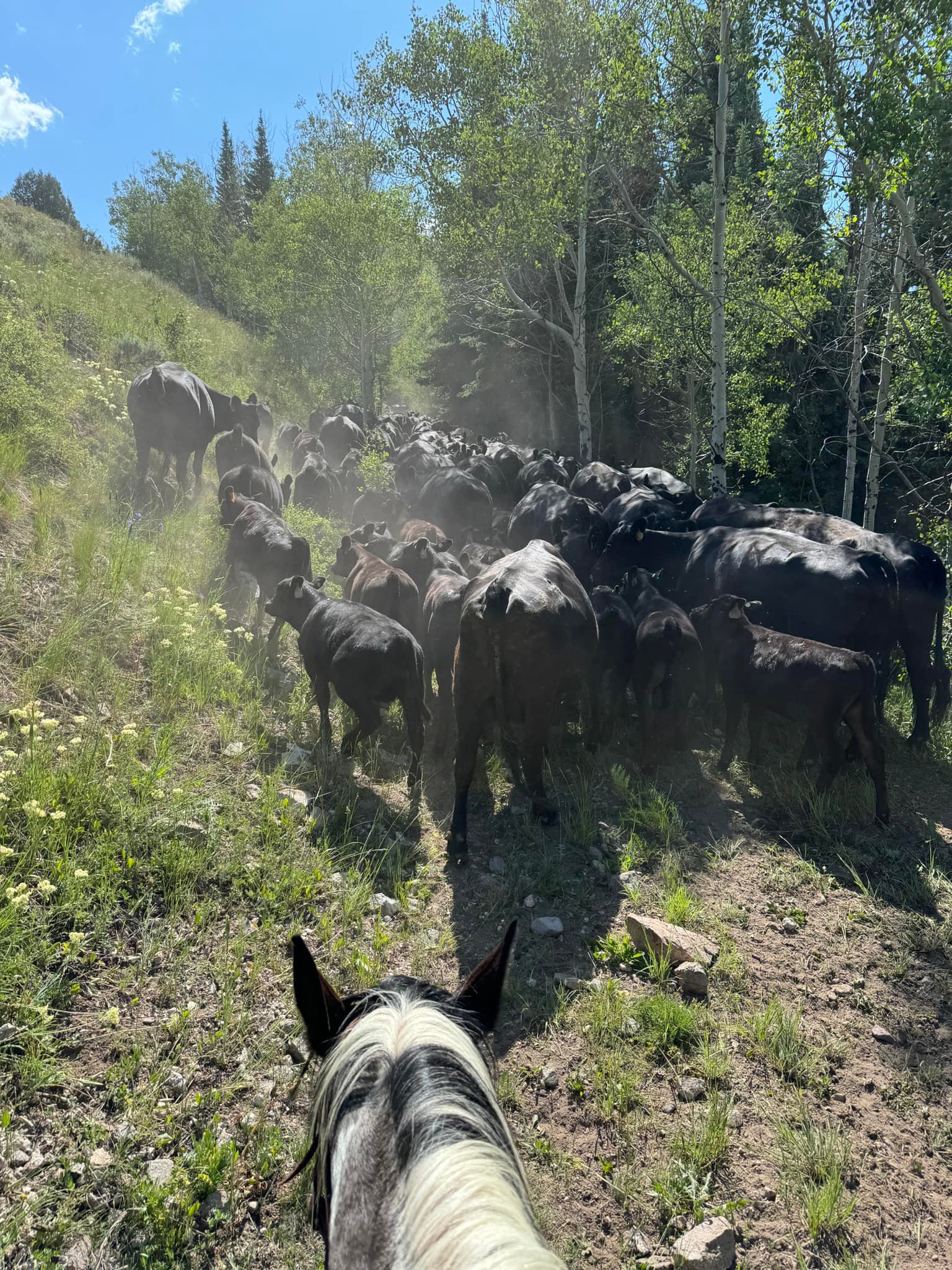 Condict and Sons Cattle Company
