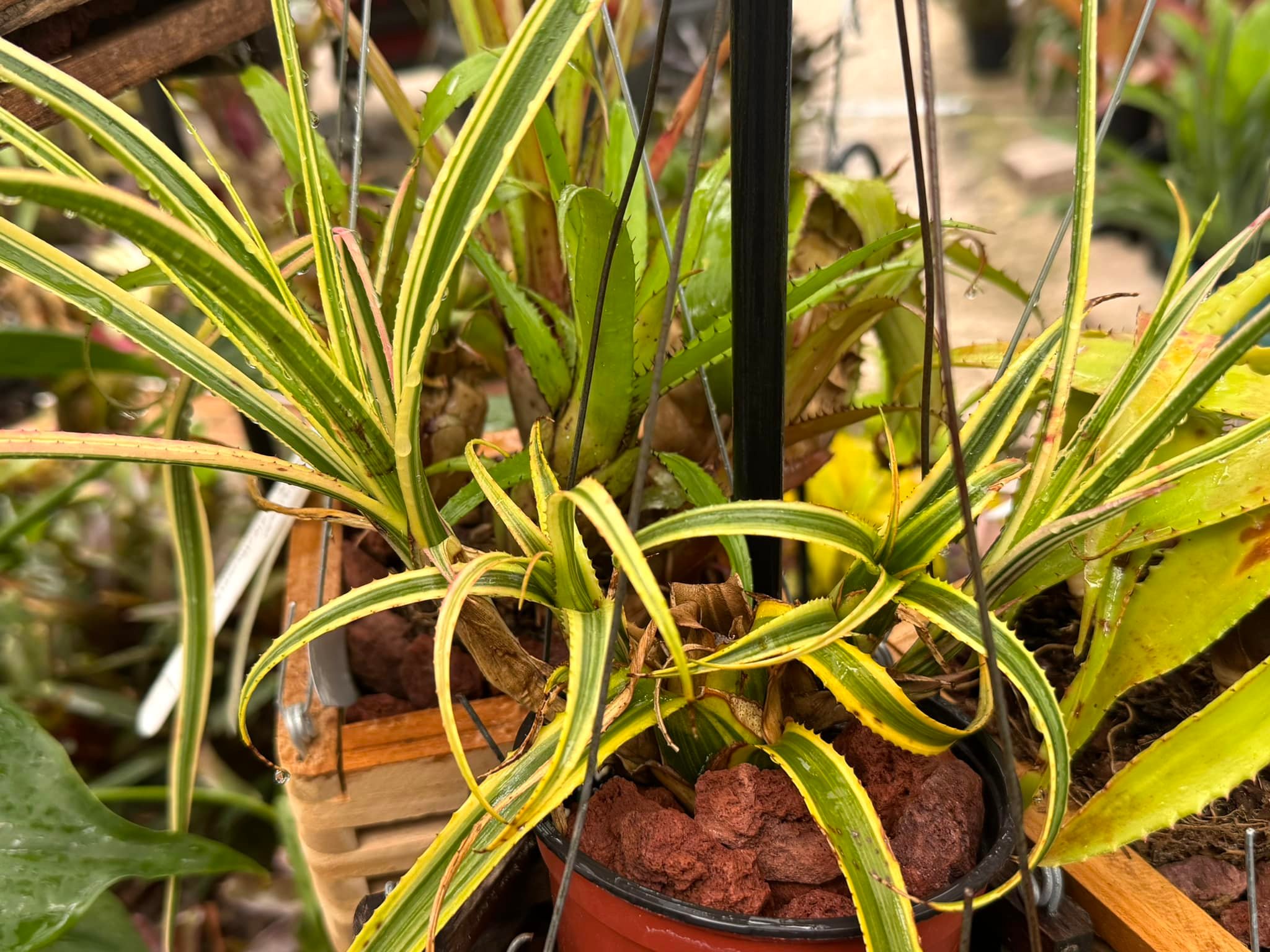 Expanding Hylaeaicum Family Plant Collection