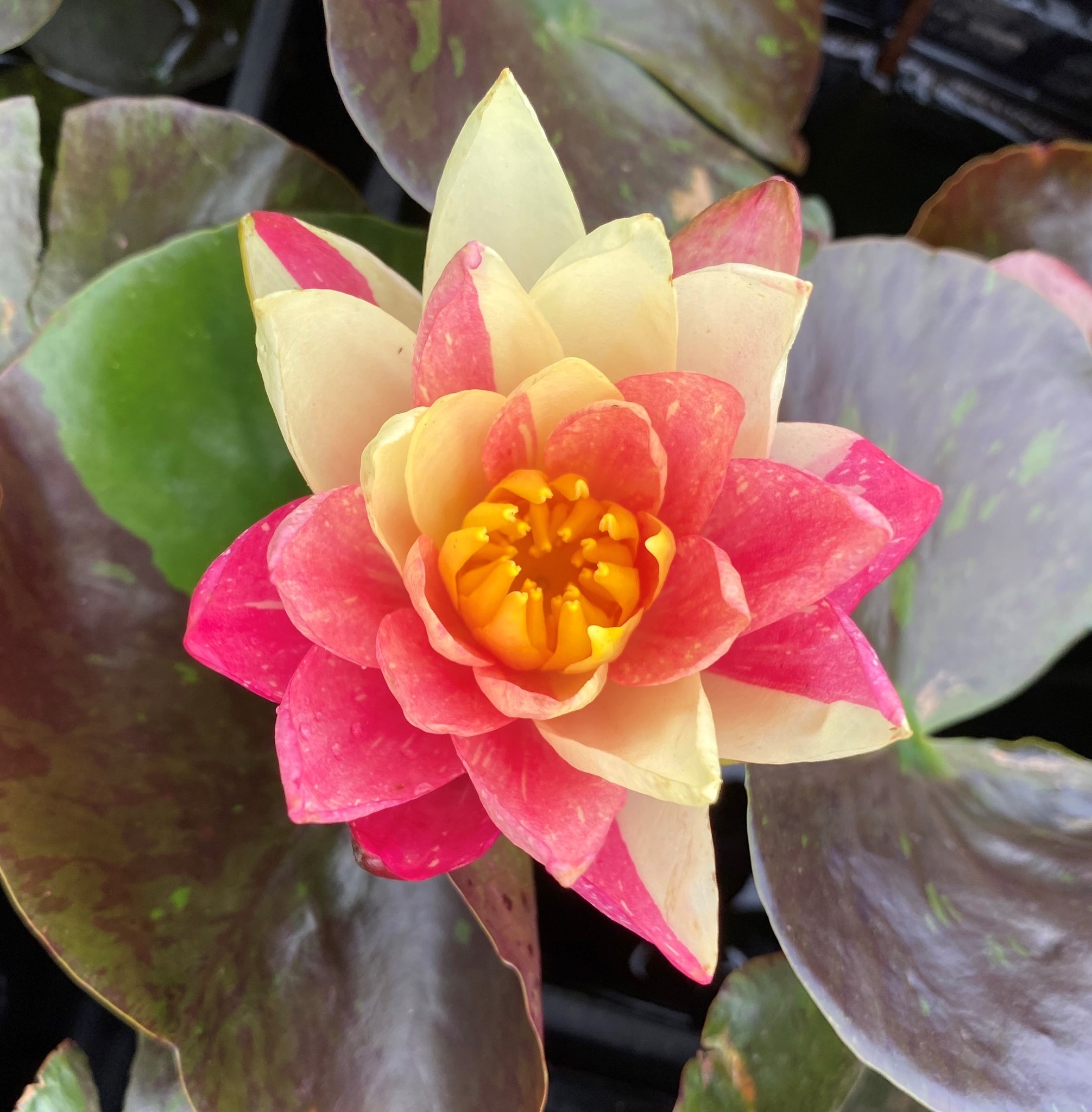 Triffid Park is exhibiting at the Greenlife Industry Victoria monthly ...