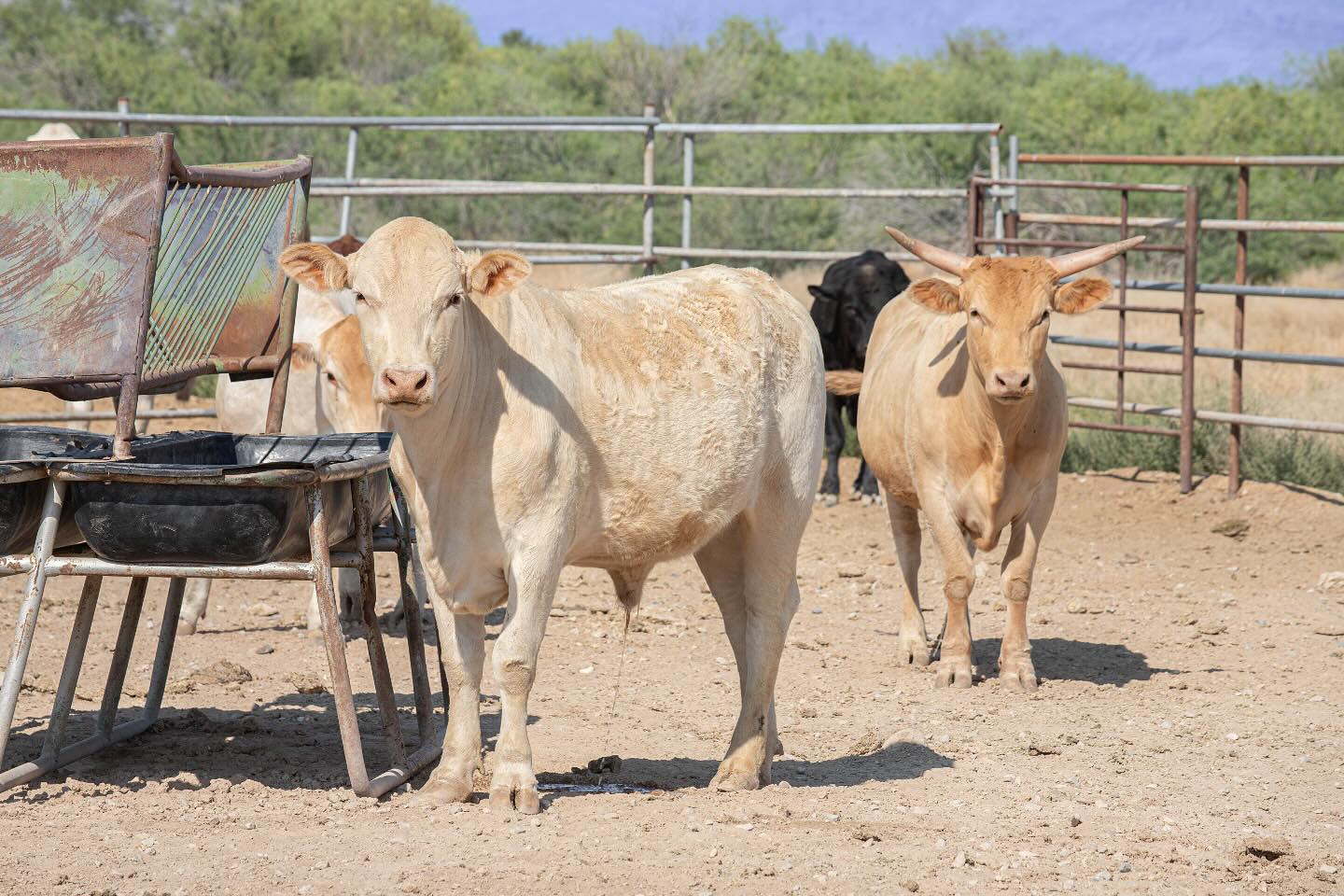 Sandy Valley Ranch | Sandy Valley NV