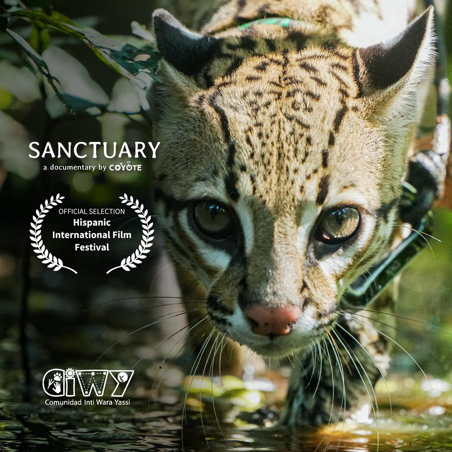 Coyote - Sanctuary is our documentary filmed at Ambue Ari. It tells the ...