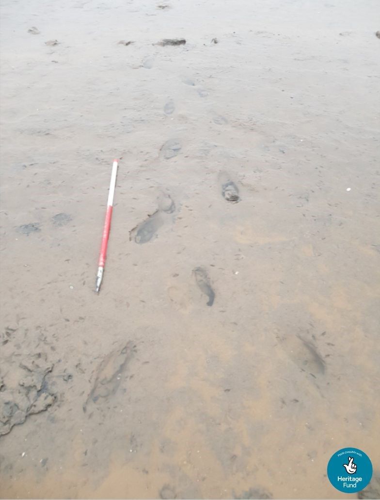 Coasts - Have you seen the famous Formby footprints? 👣 These were left ...
