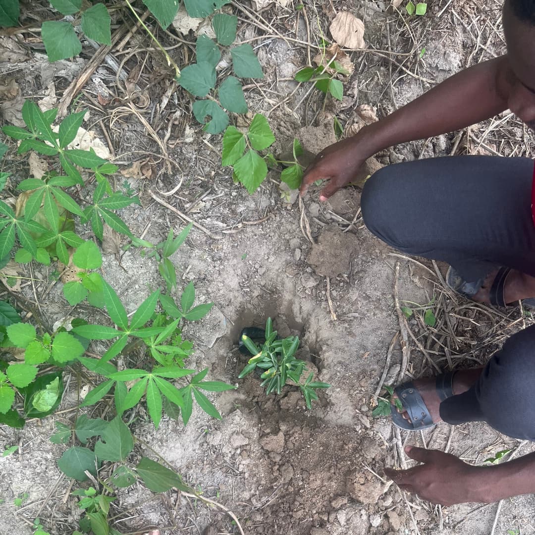 MatPat Poultry Farm | Takoradi
