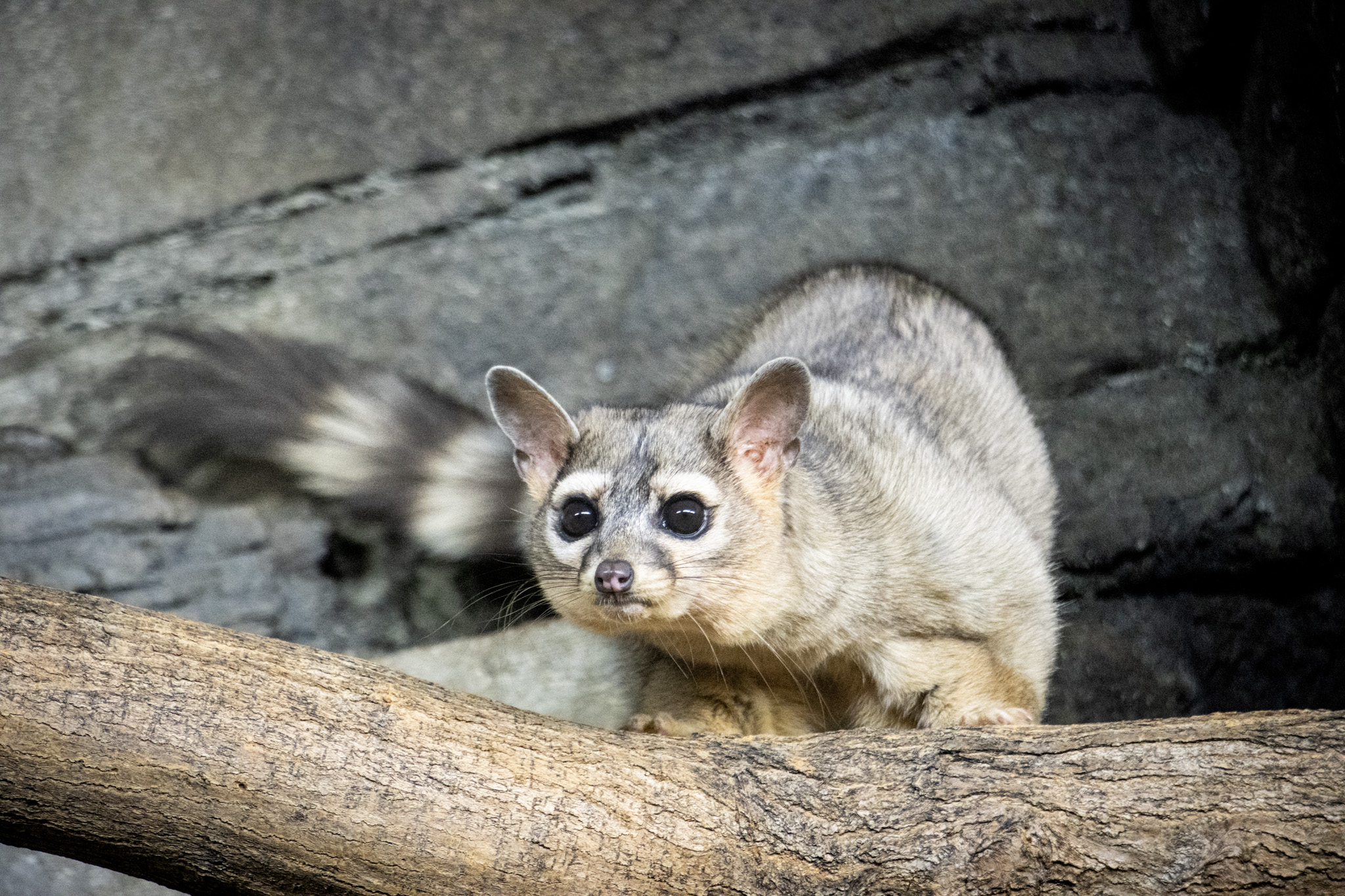 ? New Species Alert! ? For the first time in years, the ringtail 