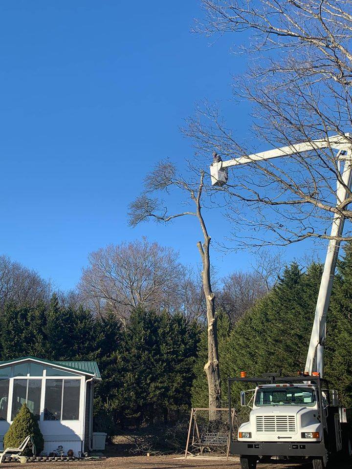 AAA Tree Work