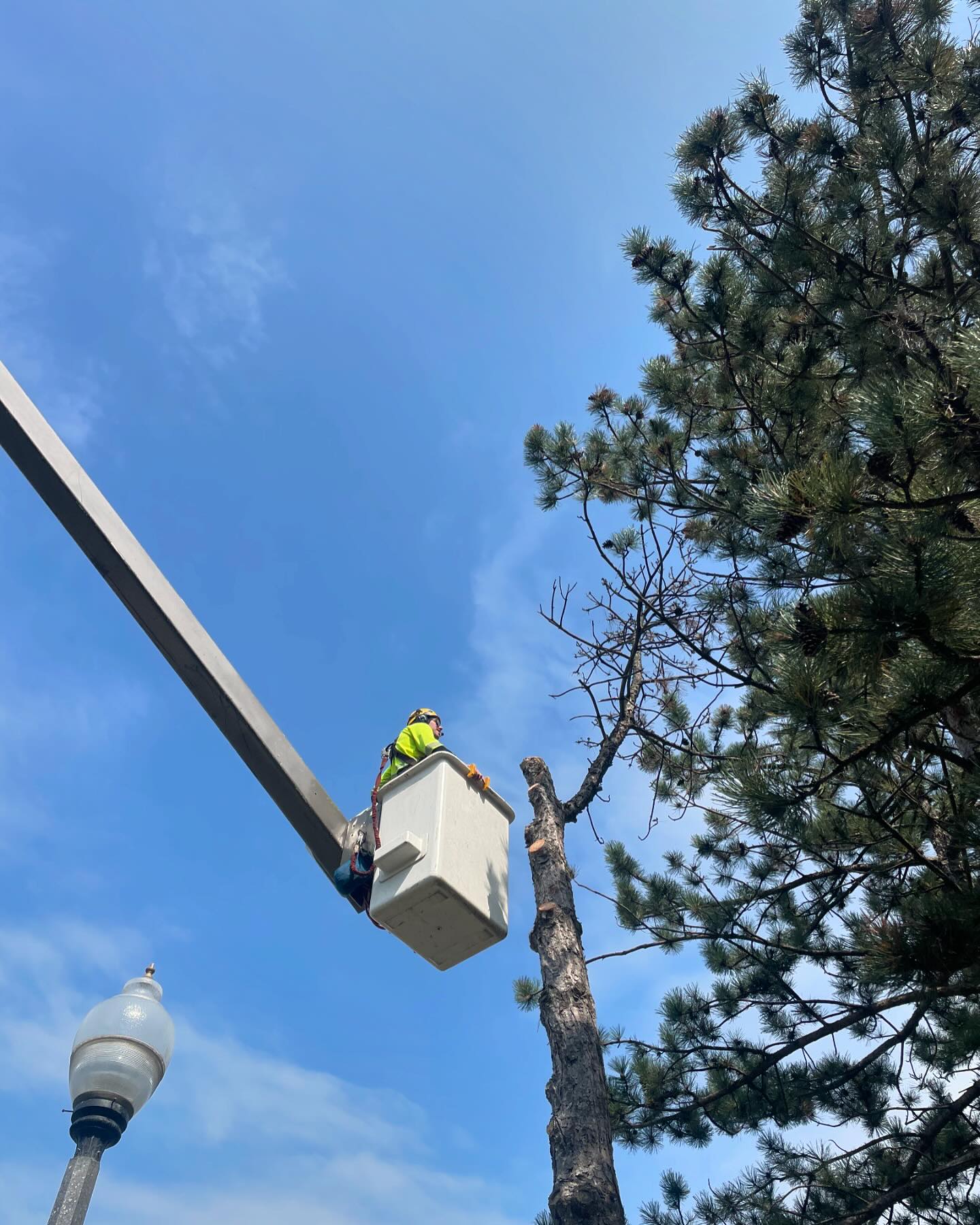 Maple Hill Tree Services | Burlington ON