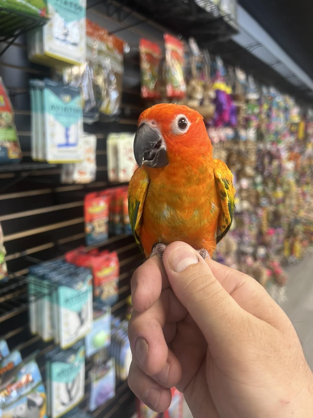 Birdmans Parrots | Des Plaines IL