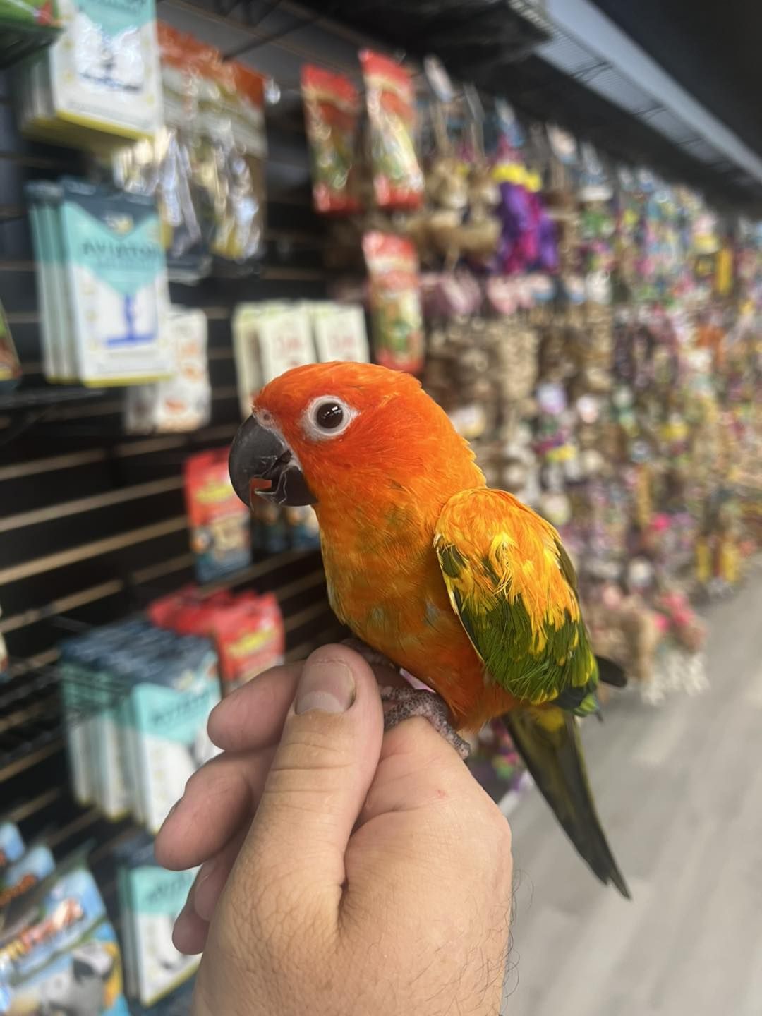 Birdmans Parrots | Des Plaines IL