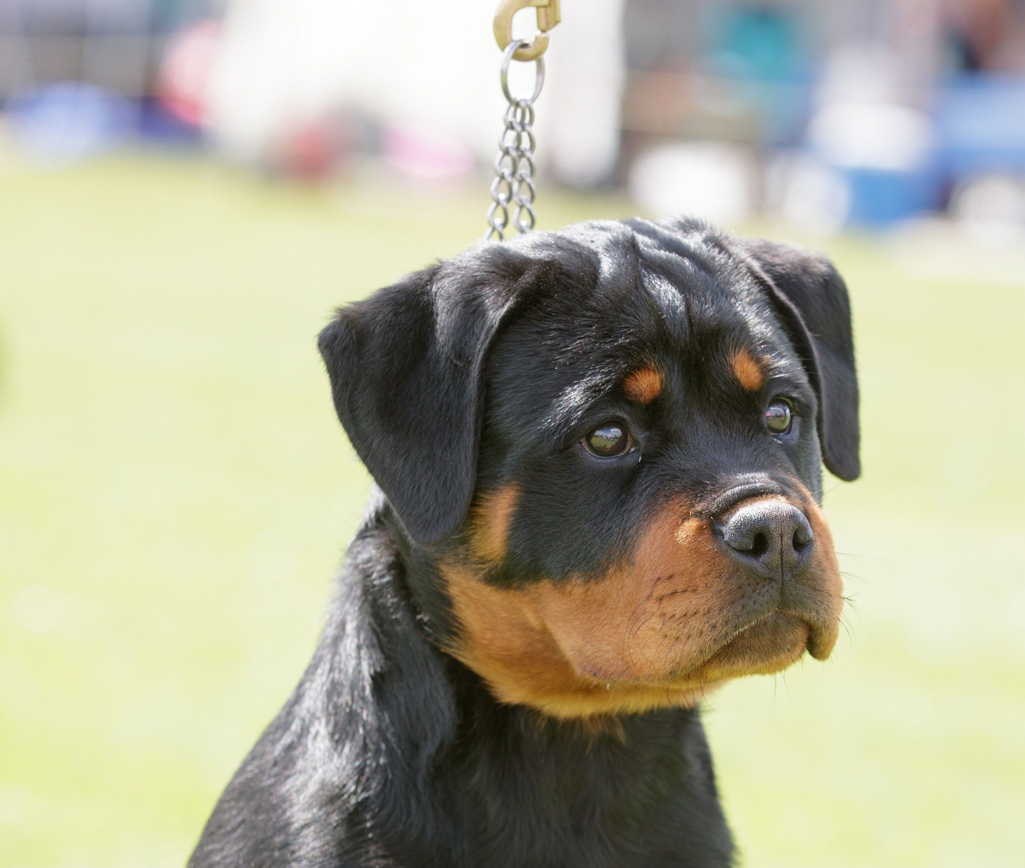 Moya Rottweilers