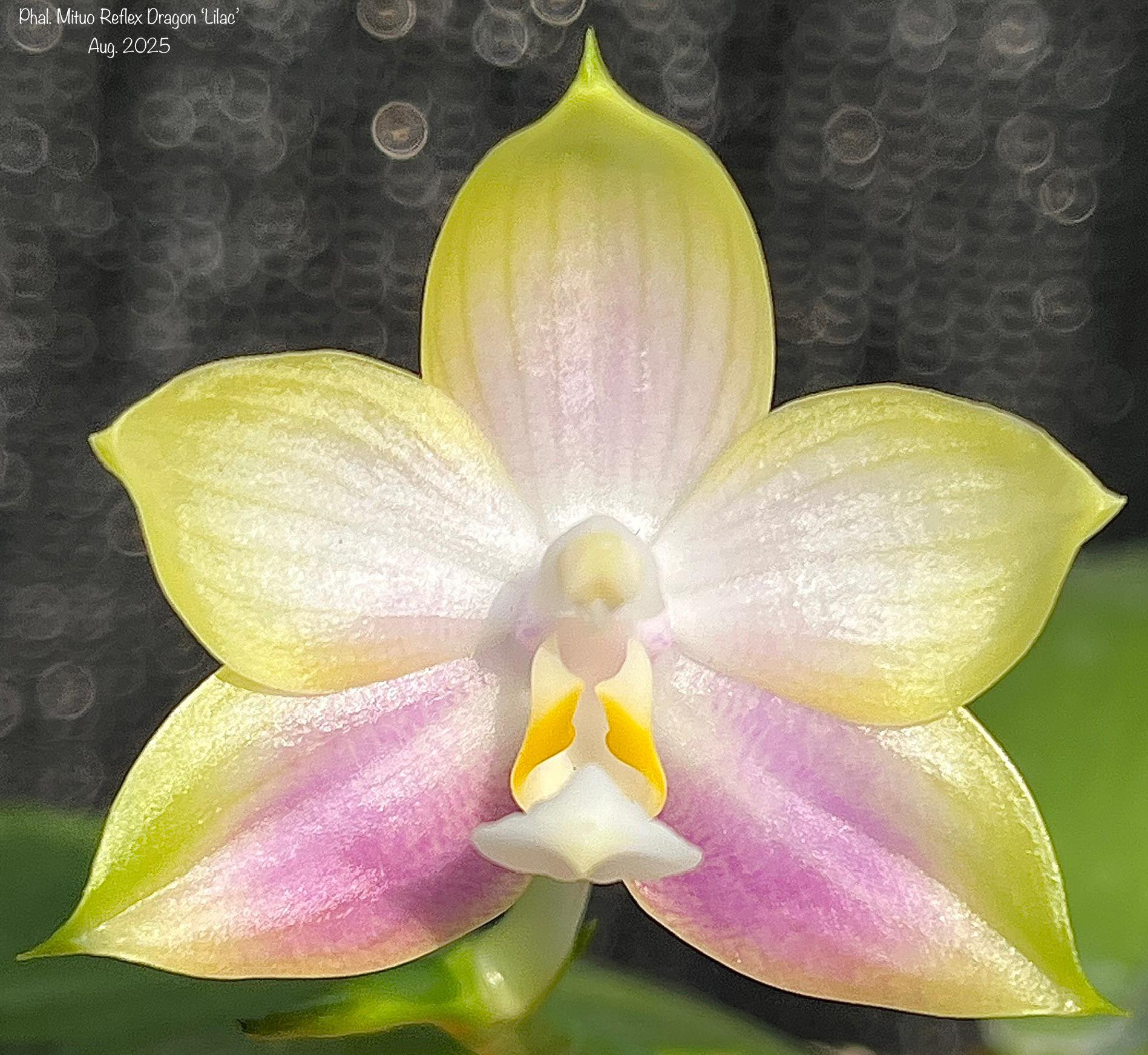 Phal Mituo Reflex Dragon 'Lilac' x Mituo Special Princess