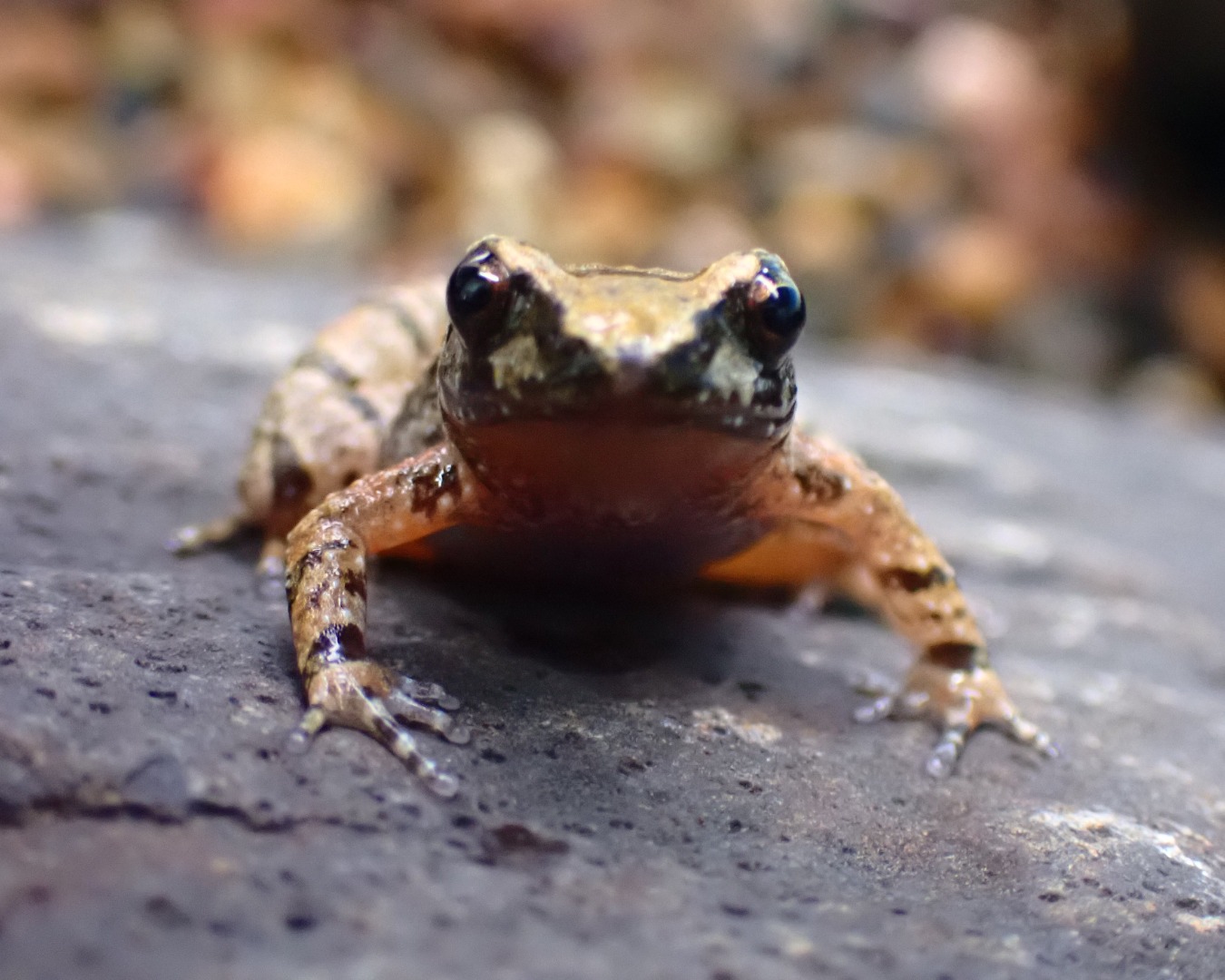 Queensland Frog Society Inc. | Annerley QLD