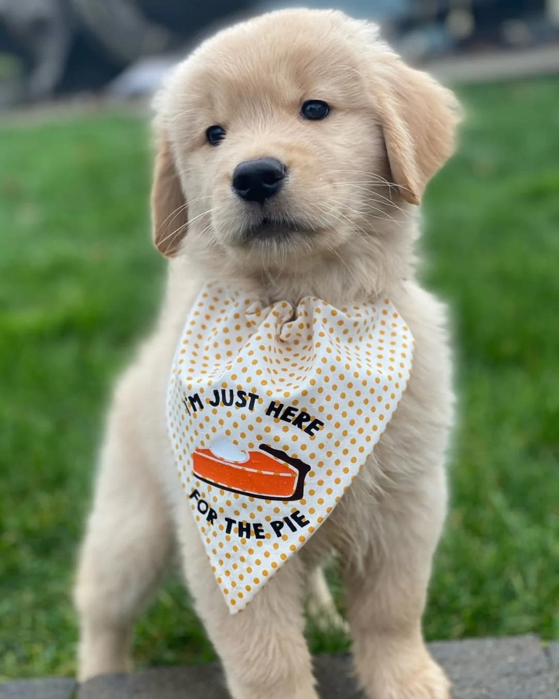 Credit @truestargoldens 