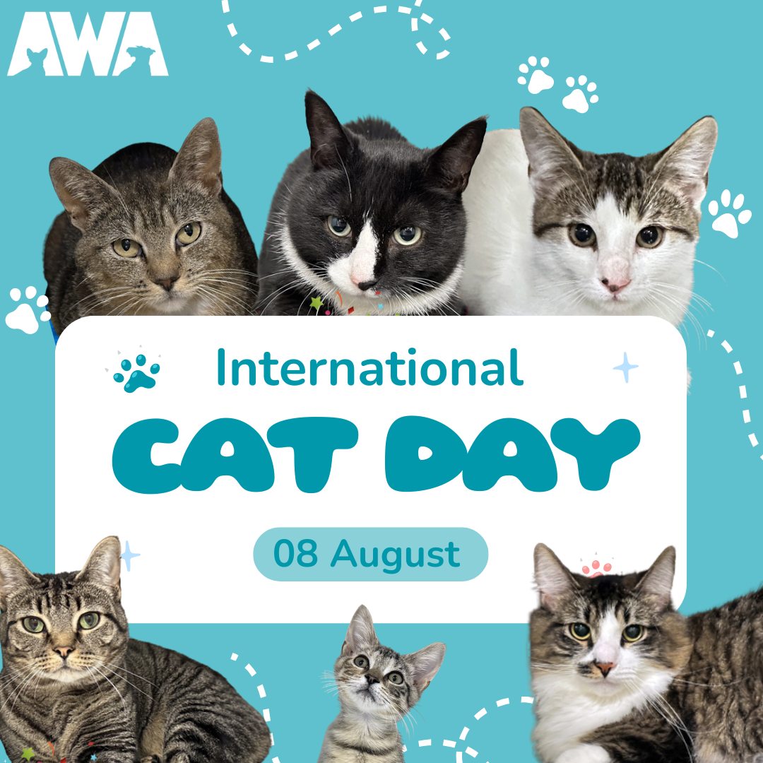 🐱 It’s International Cat Day... - Animal Welfare Association | Facebook