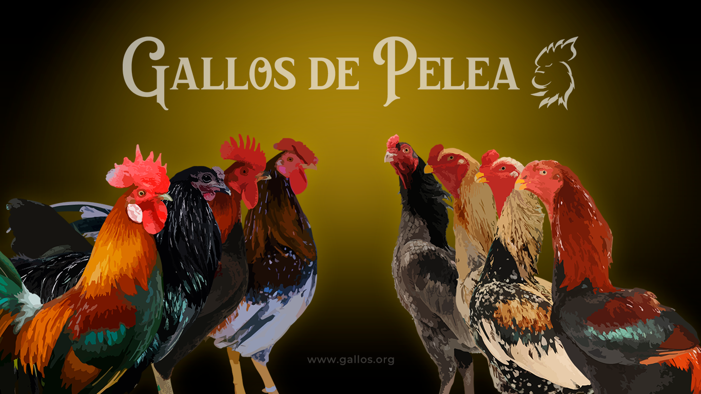RAZAS DE GALLOS DE PELEA 🐓 | Gallera la W barrio los Alpes Cartagena de ...