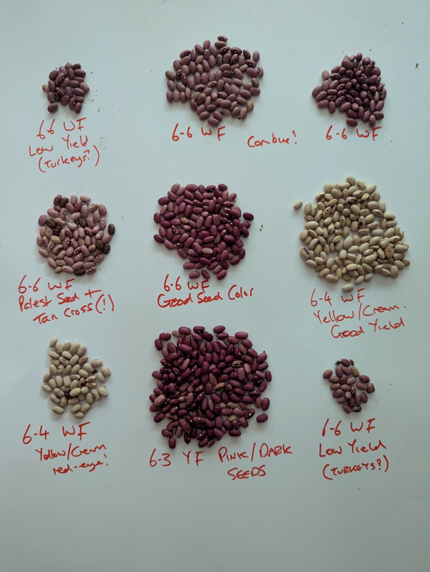 Bean colors are wild. Yanna had... - The Utopian Seed Project | Facebook