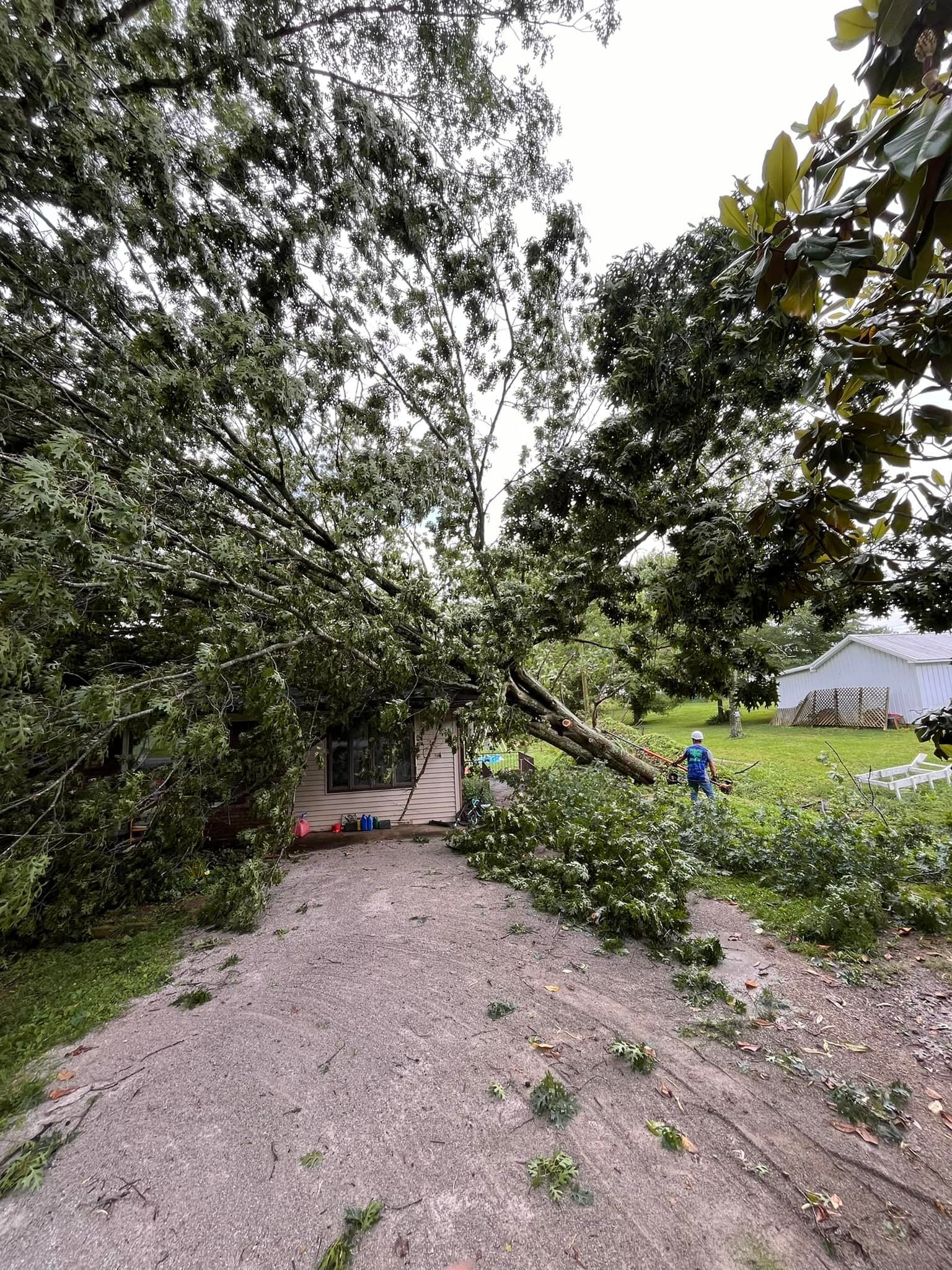 Sears Tree Service, LLC | Lewisburg KY