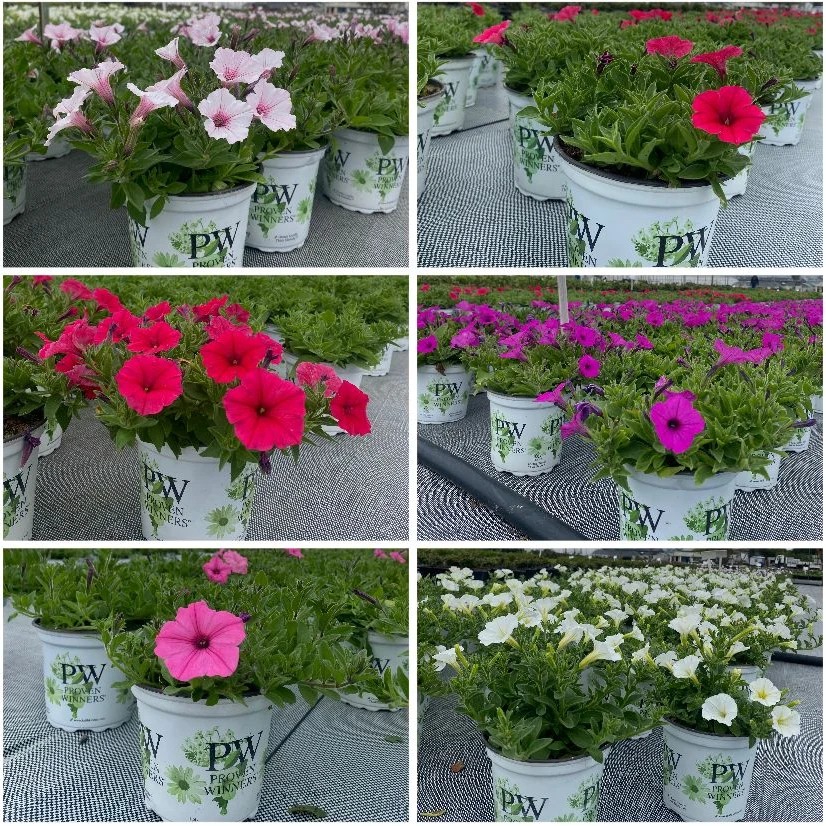 Garden friends, we're excited to introduce the 2026 Petunia of the