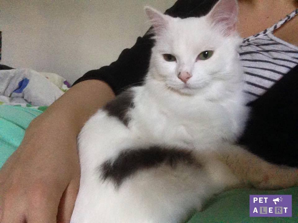 Perdu Milow Chat Blanc Et Gris à Pet Alert Haute