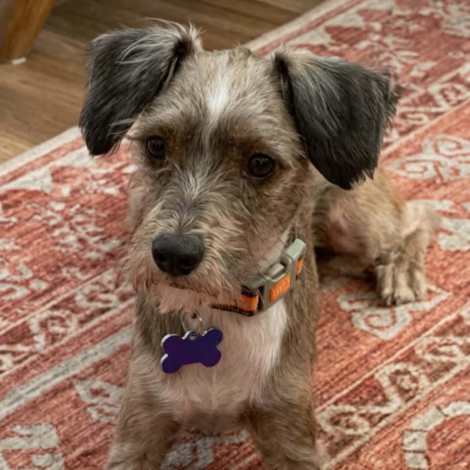 Meet Milo Jay! 🤍 Milo Jay is a... - Tired Dog Rescue | Facebook