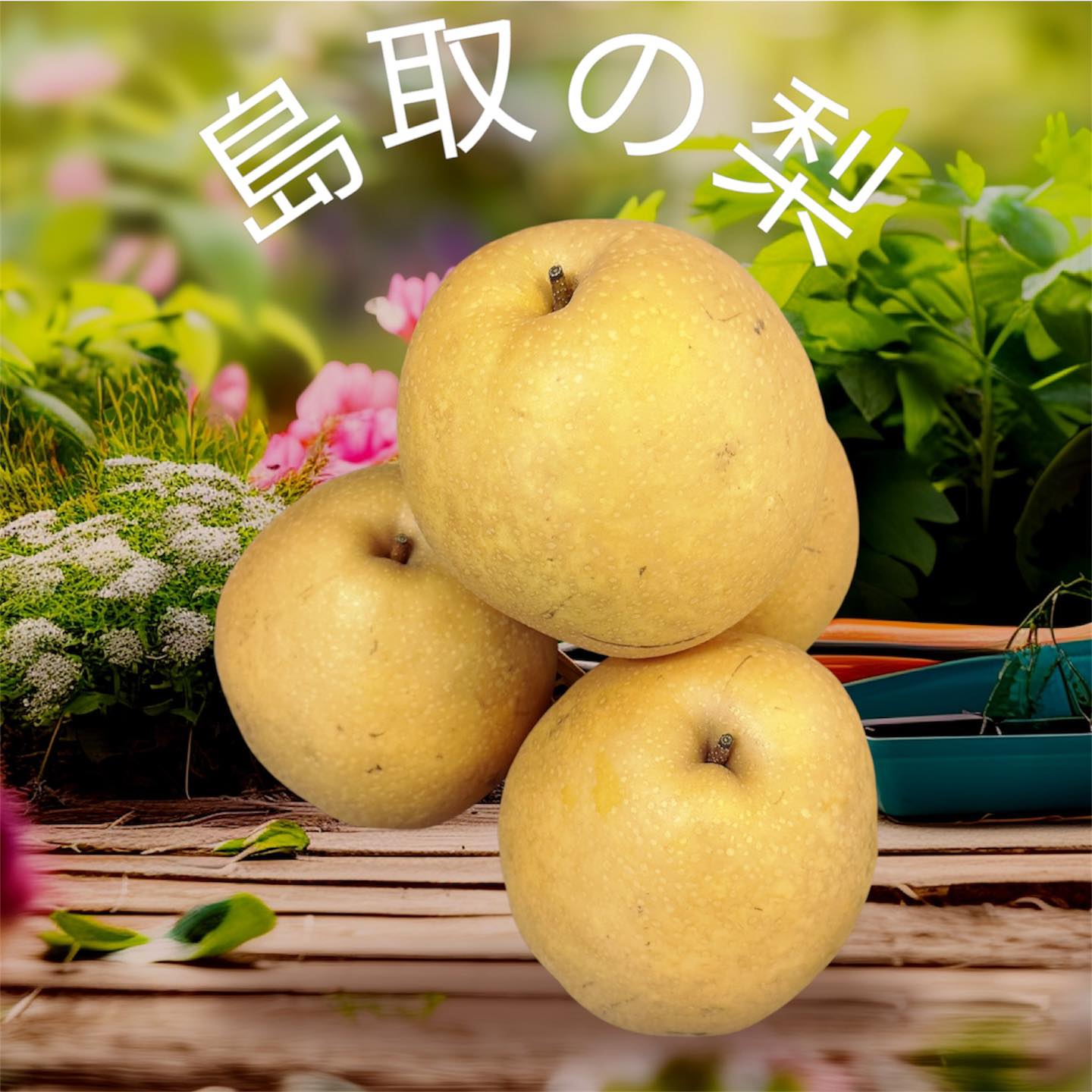 【鳥取の梨 🍐 日本王秋梨】... - 新利欄鮮果批發 - 果籃 、批發、禮盒、送禮、生果、水果 | Facebook