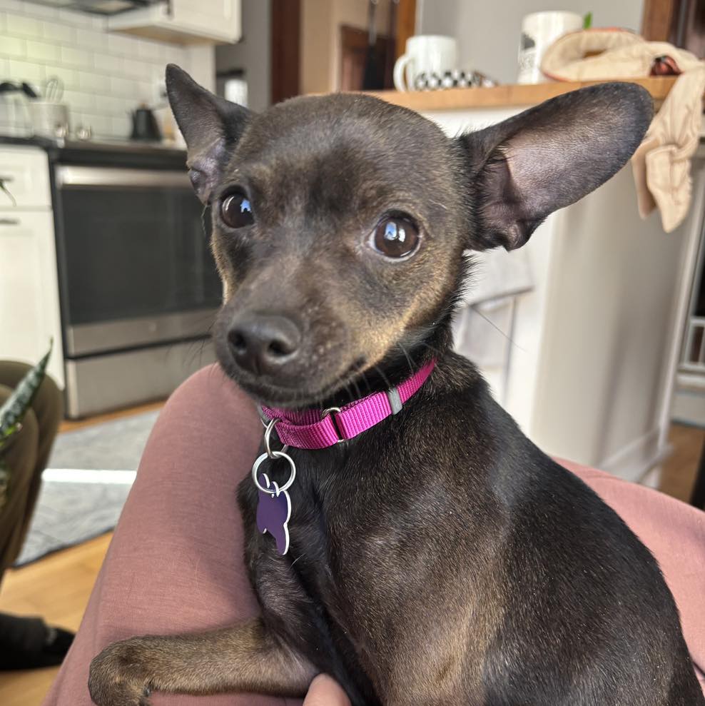 Meet Jess the New Girl! 🩷🐾 Jess... - Sandy Paws Rescue Inc. | Facebook