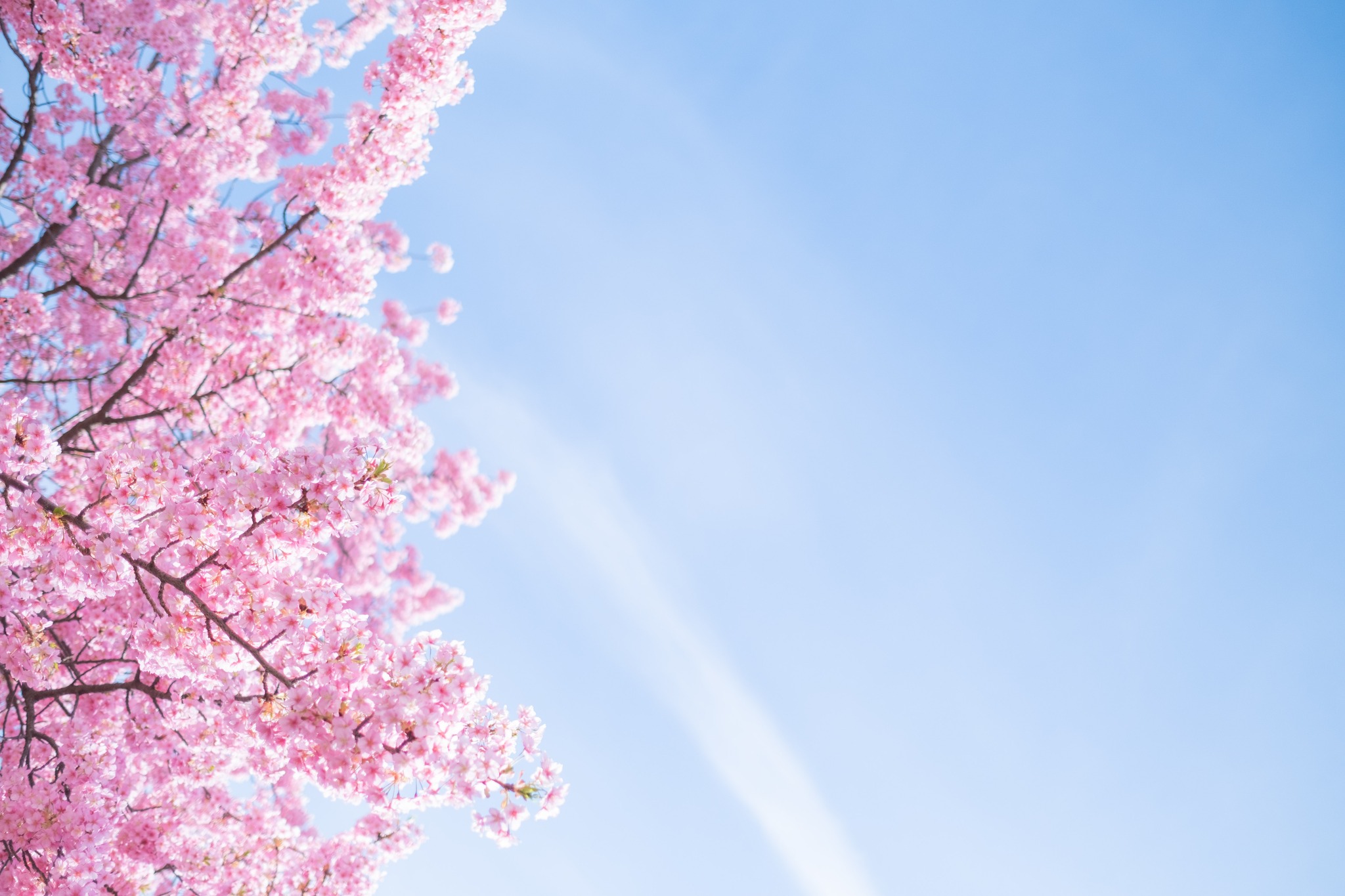 Embassy - 🌸 Vernal Equinox Day in Japan 🌸 In Japan, the 20th or 21st of ...