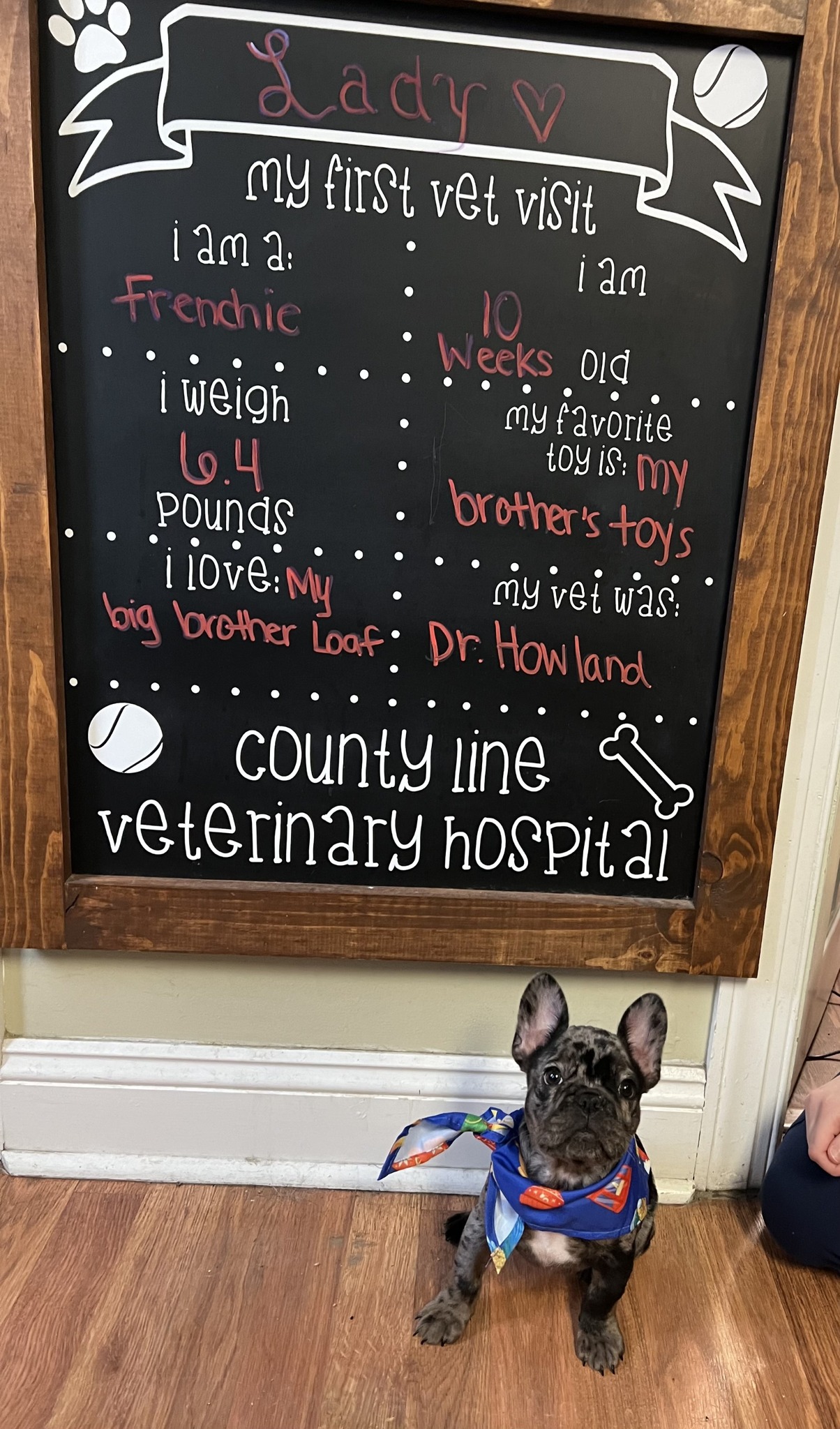 🐾🌟 Meet Lady: Our Newest... - County Line Veterinary Hospital