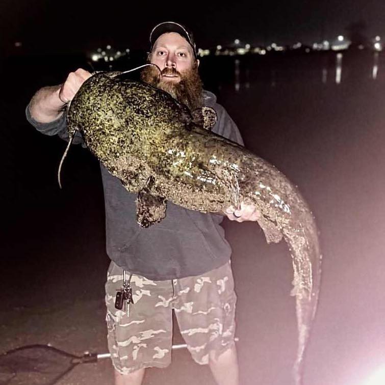 Catch - 🚨GIANT FLATHEAD ALERT🚨 Check out this HUGE Flathead caught by ...