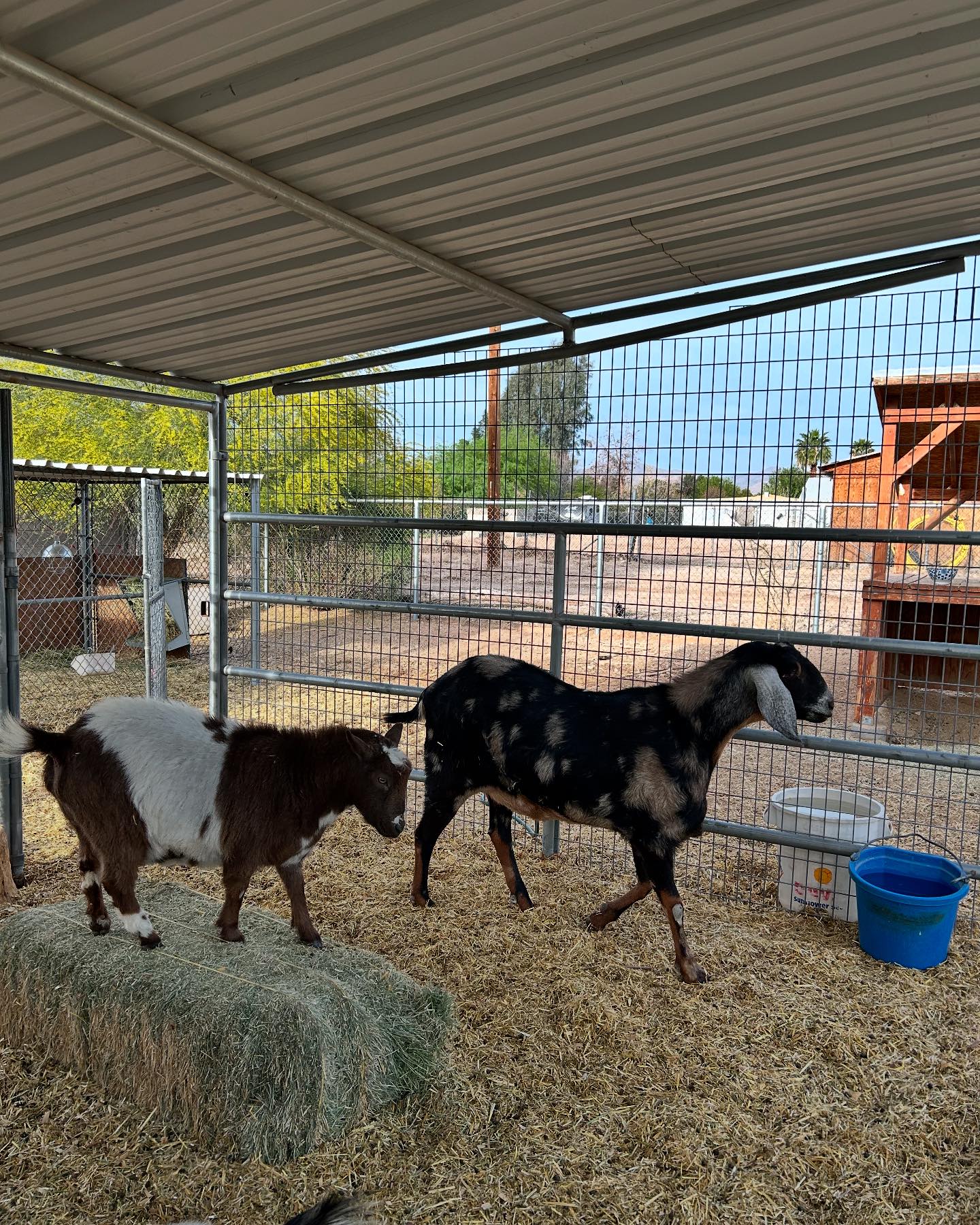 Happy goats, spots, stripes, tails... - Goats Make Soap Co. | Facebook