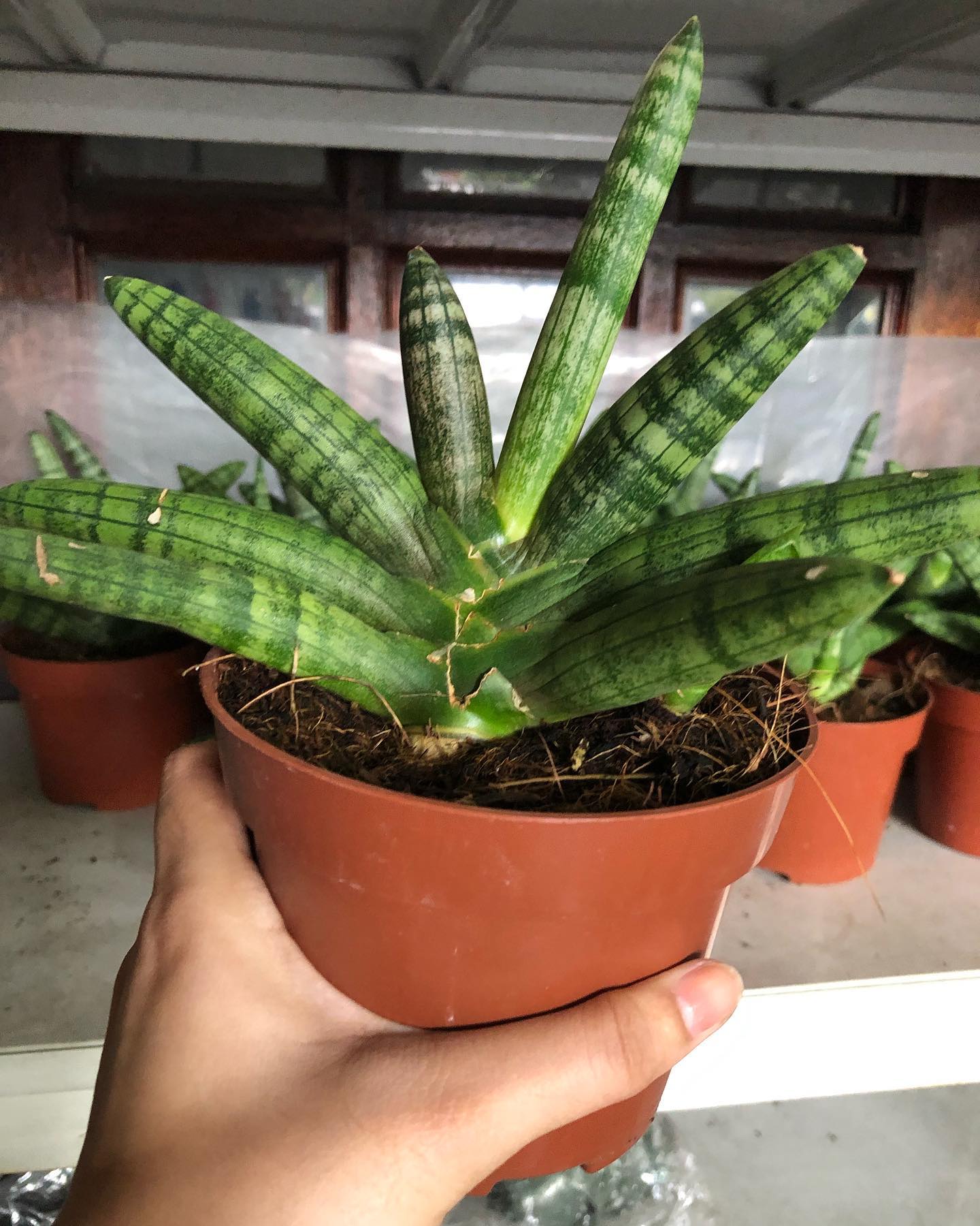 Garden Delights - Starfish Sansevieria Boncel ...