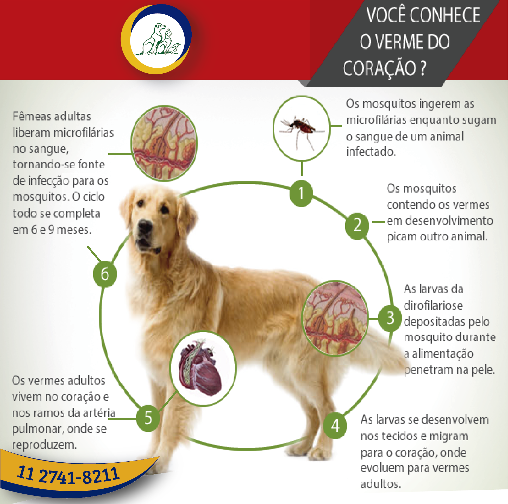 paulistano-vet-centro-veterin-rio-o-que-verme-do-cora-o-tamb-m