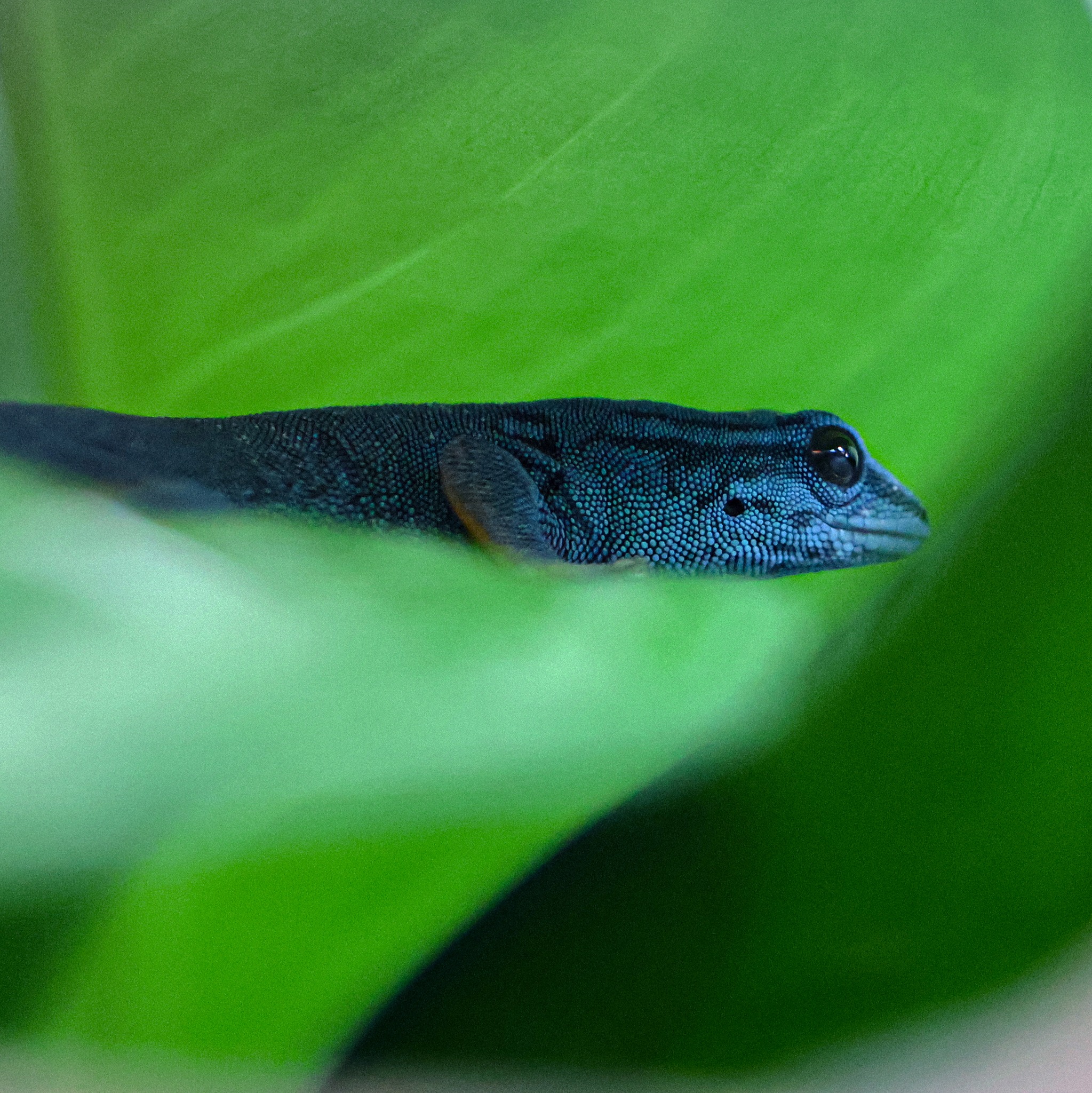 ? MEET ANOTHER RESIDENT OF CLOSE ENCOUNTERS ? THE TURQUOISE 