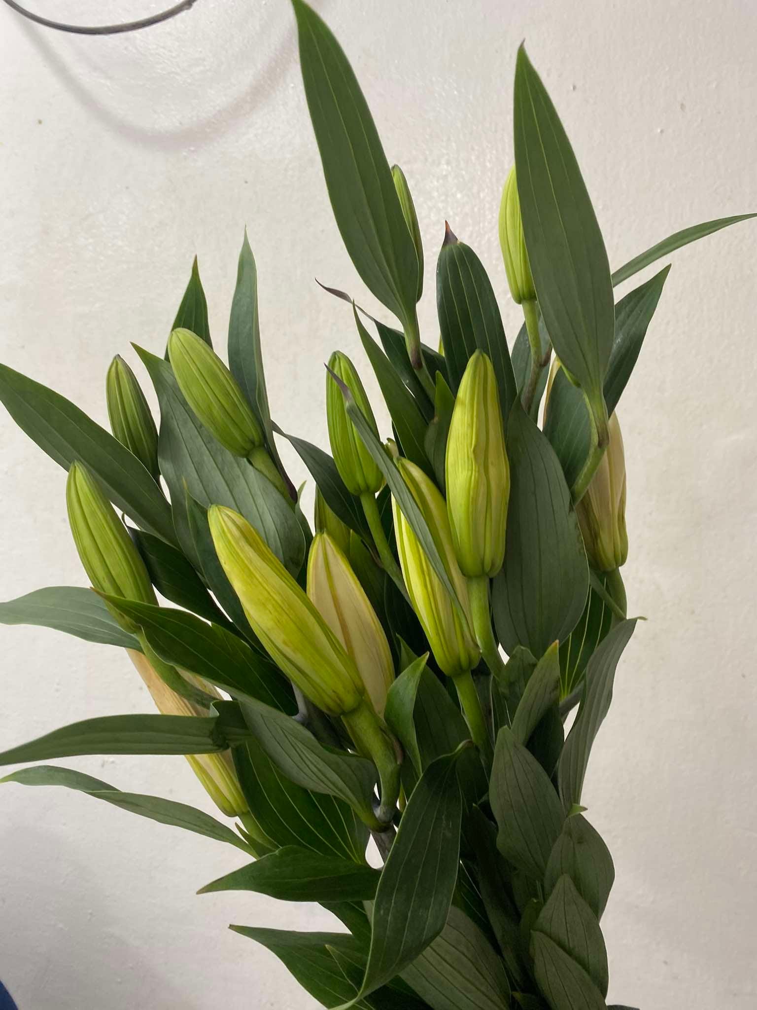 H&N House Of Flowers | Polangui