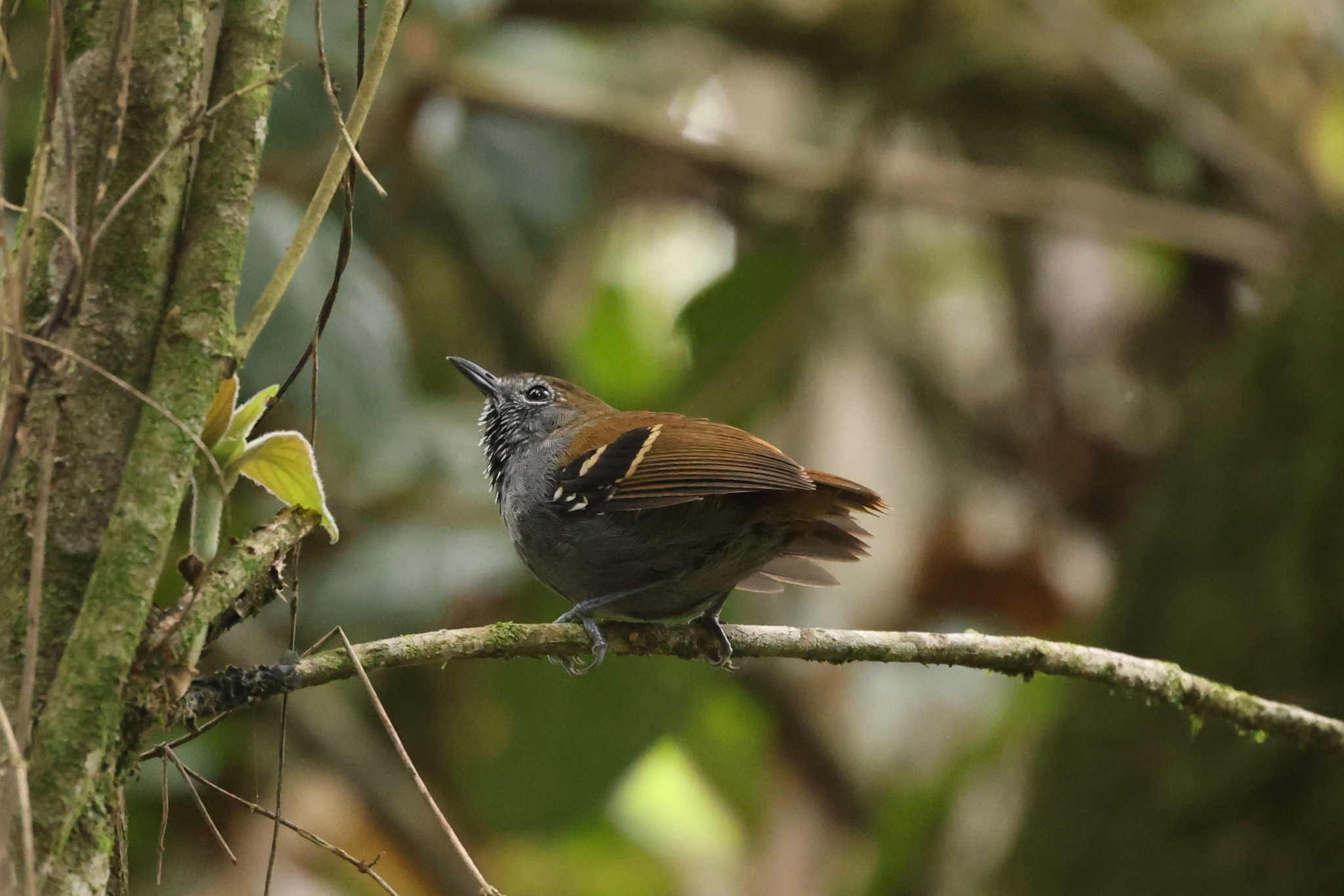 Brazil bird ブラジル　バード　アキツユコ Exploring Brazil's Atlantic Forest for birding adventures