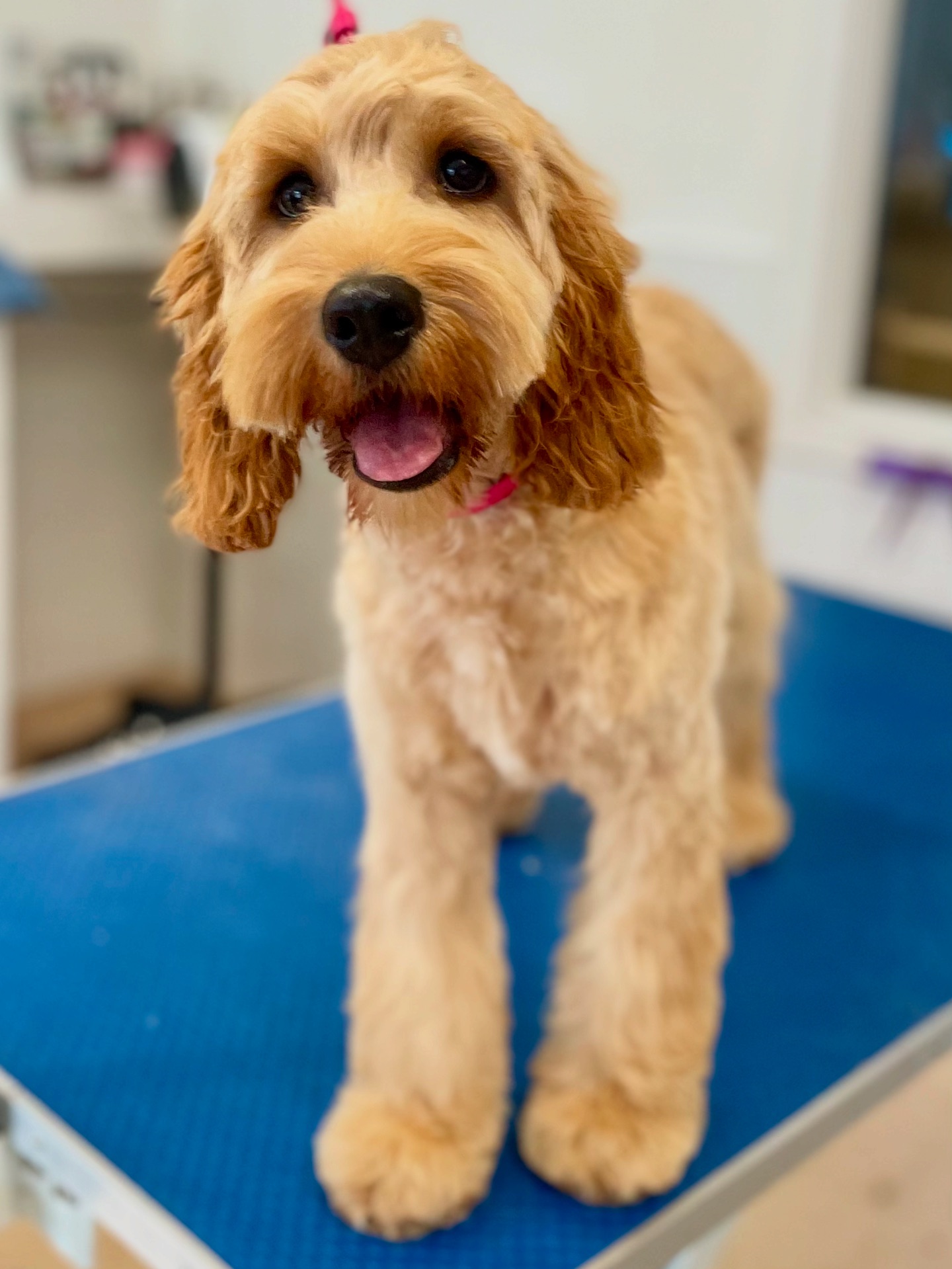 Grroom Dog Spa | Newport