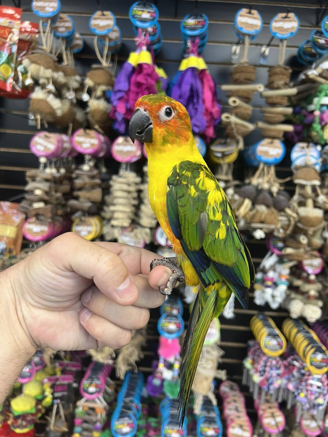 Birdmans Parrots | Des Plaines IL