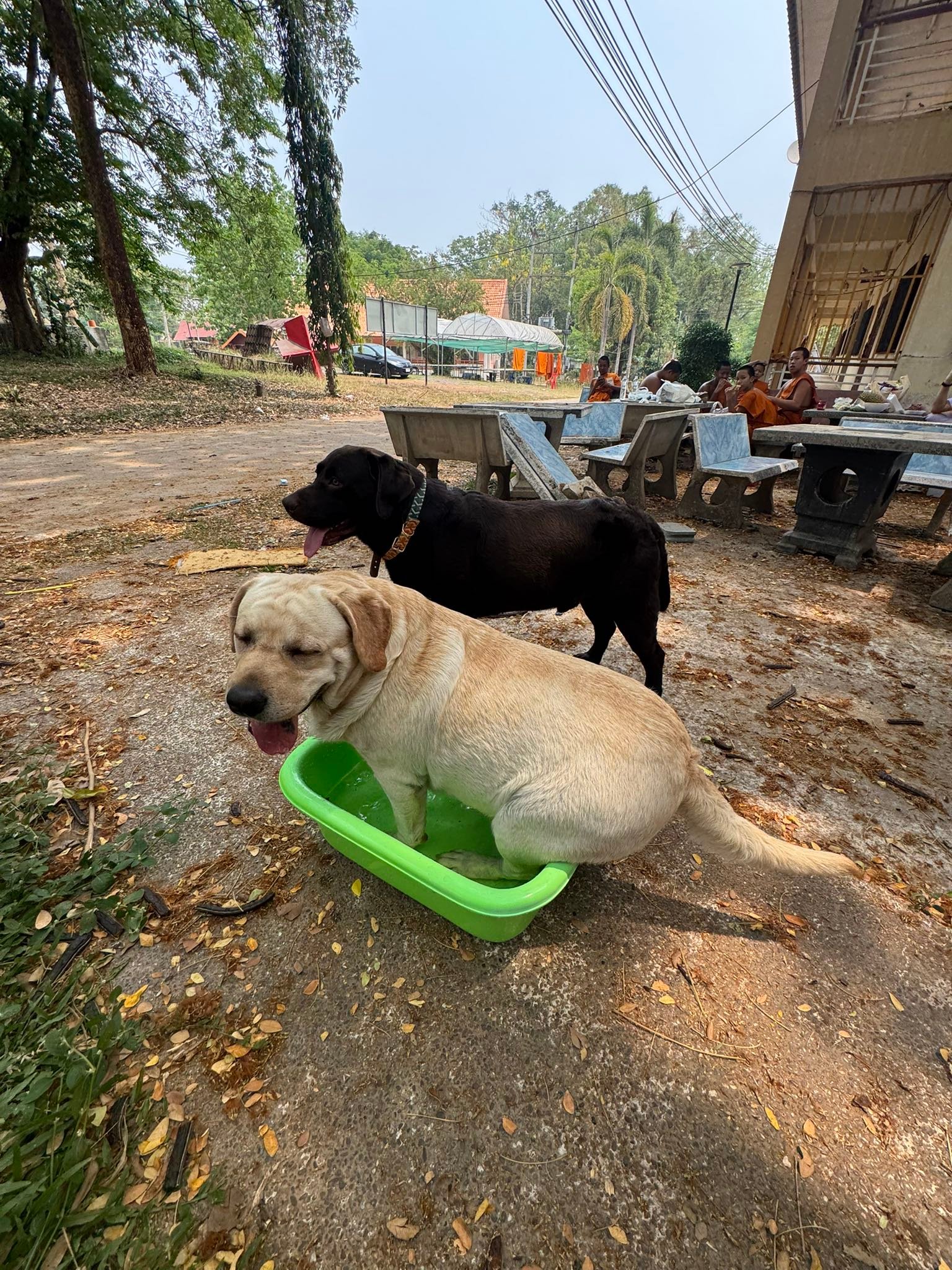 Dobby Bambii labrador
