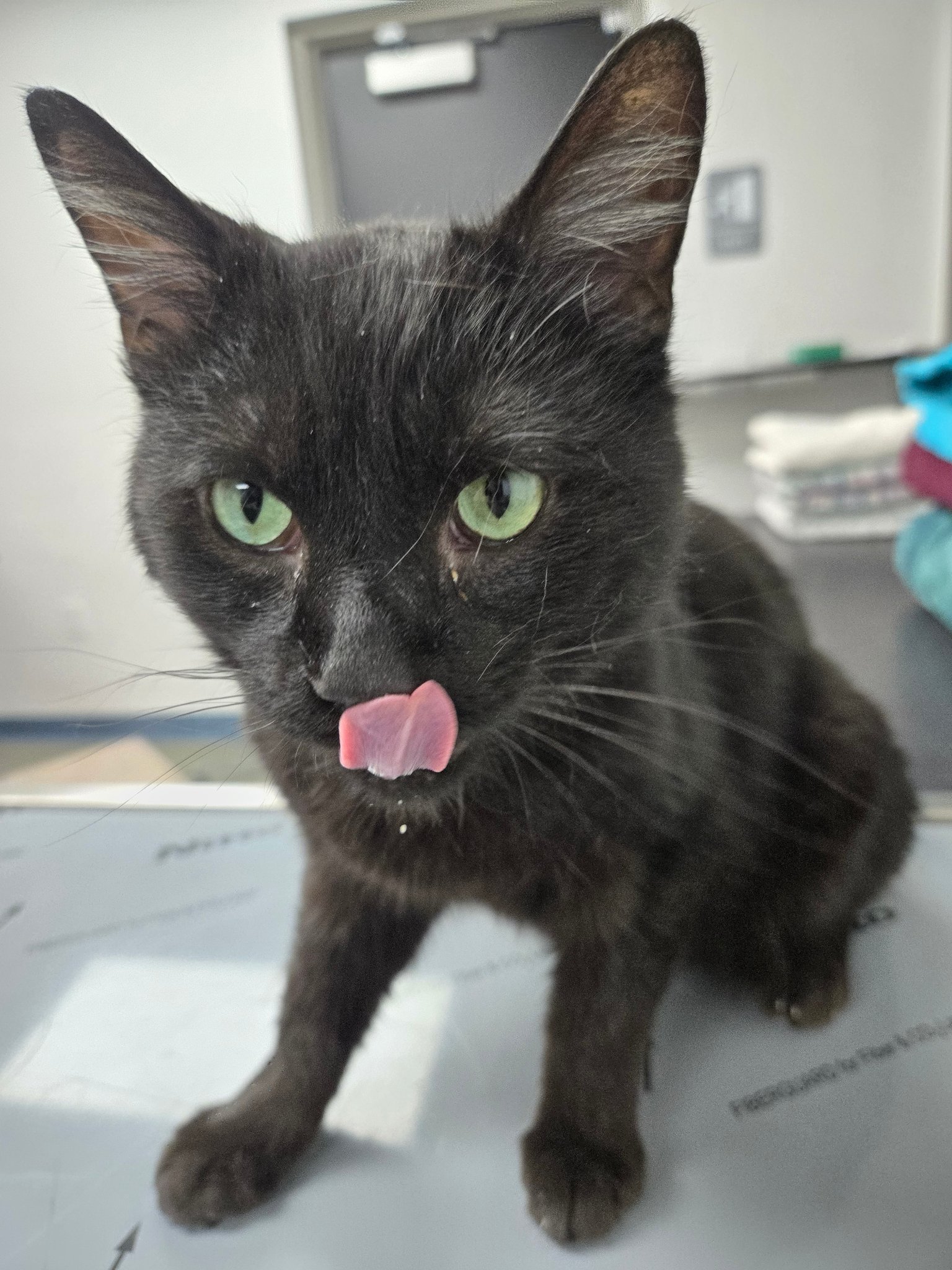 Orphan - Meet River He is a year old, neutered, up to date on fvrcp ...