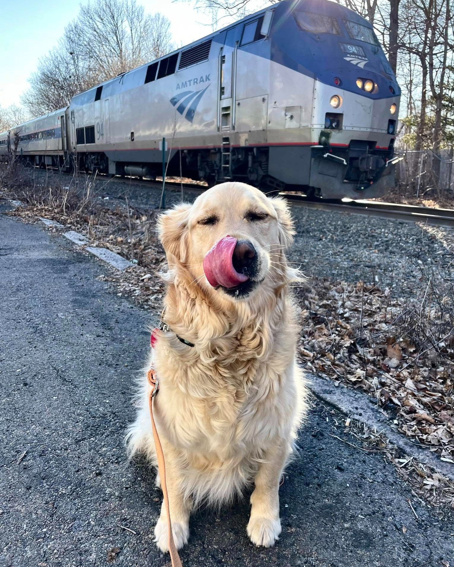 Amtrak - Meet our latest new hire: Charlie! 🐾 💙🚆 Charlie is known for ...