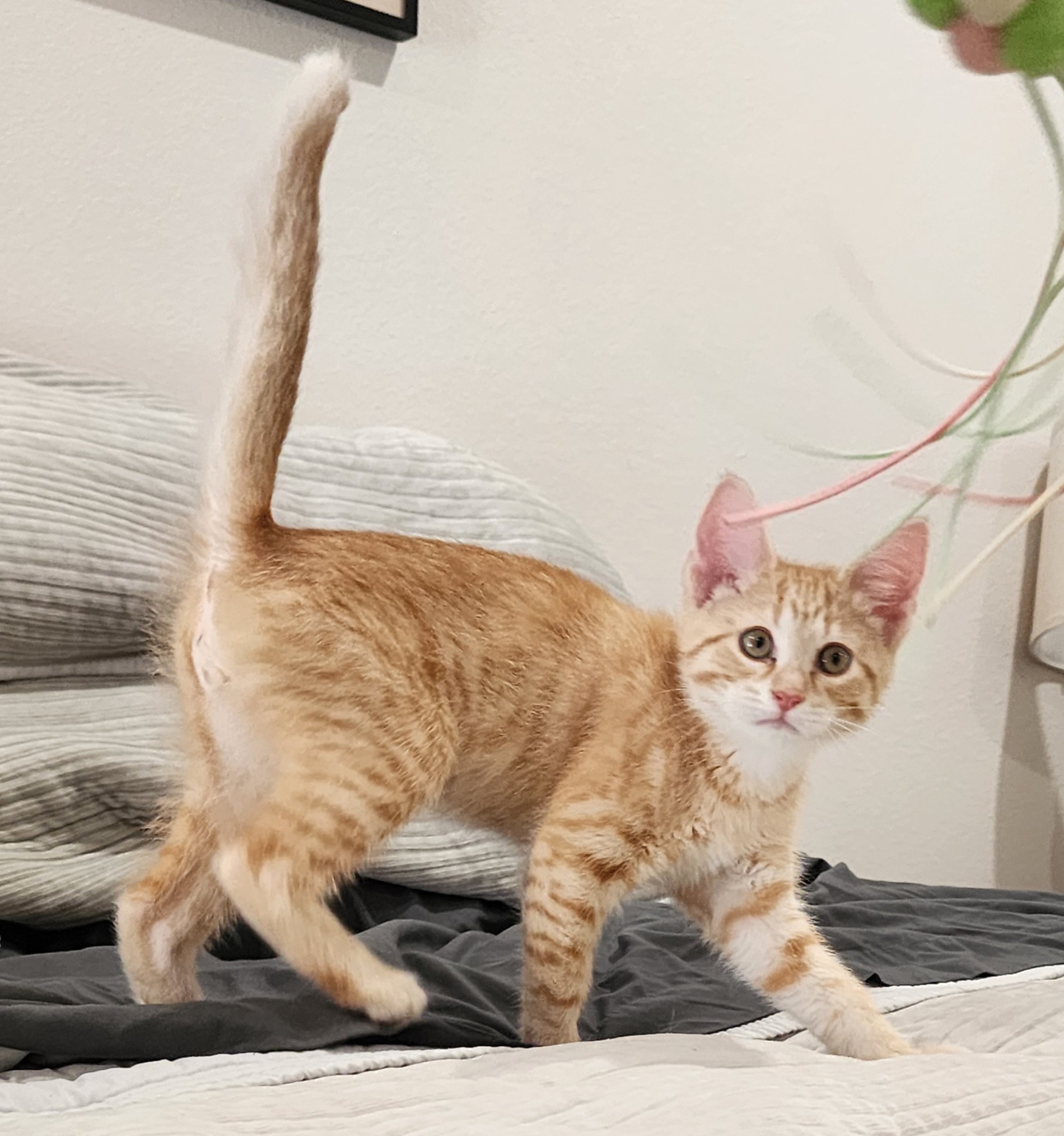 Mew - Meet Simba – a high-energy love bug with a big personality and an ...