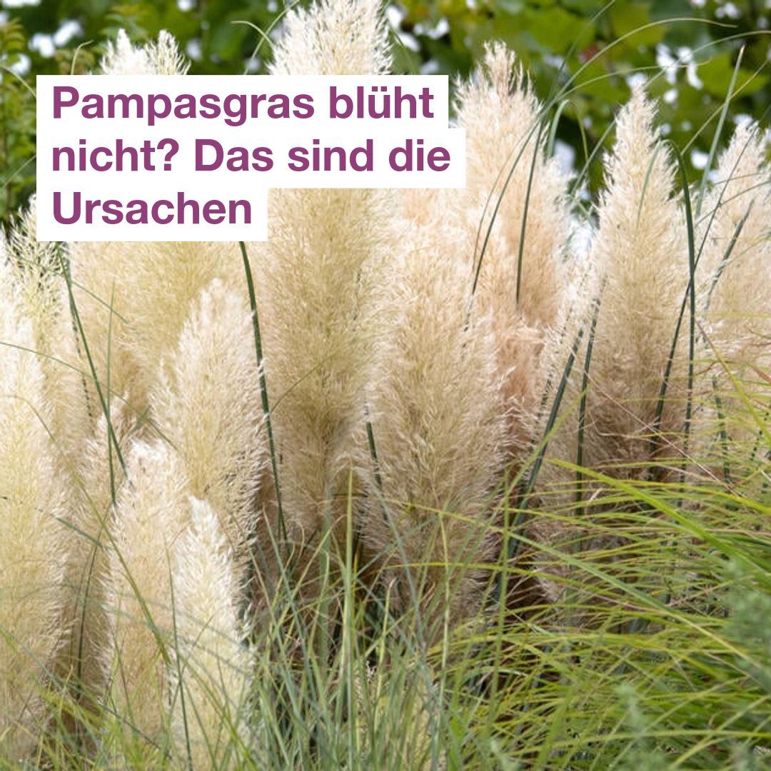 👉 Zum Artikel: https://www.mein -schoener-garten.de/gartenpraxis/ziergaerten/pampasgras-blueht-nicht -75835?utm_source=facebook&utm_medium=facebook-feed&utm_campaign=cleverpush-1788374120