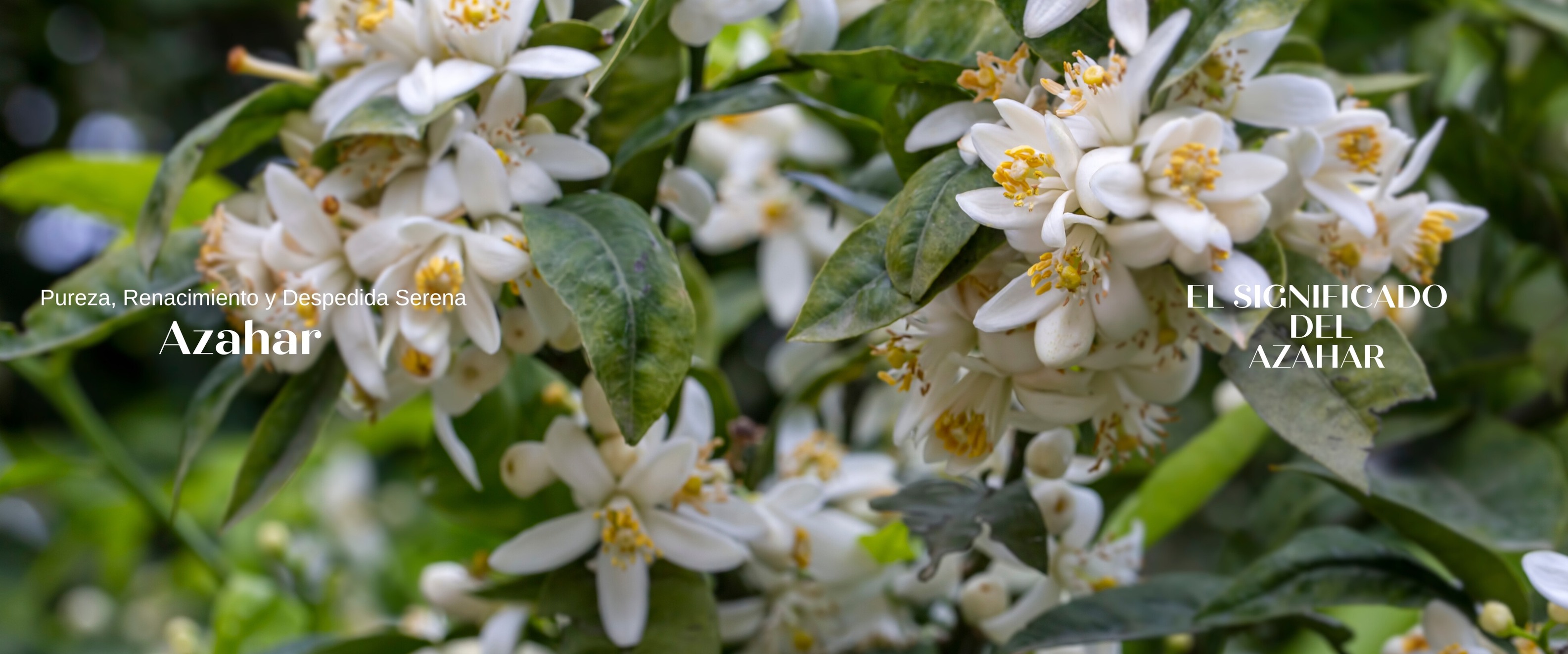 Funeraria - 💫El azahar, con su delicado color blanco y su fragancia ...