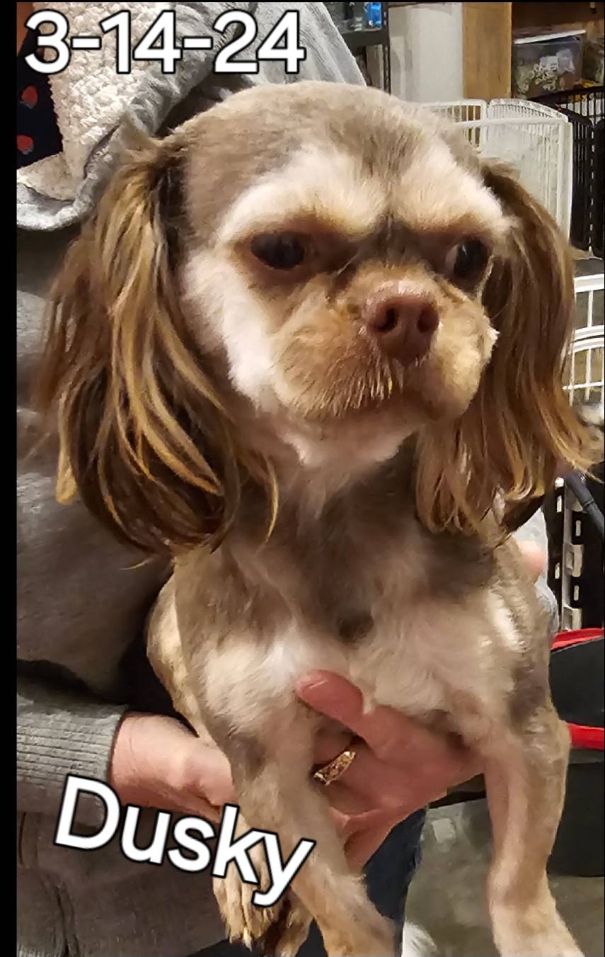 Tiny Tzu Mighty Shih Tzu's... - Tiny Tzu Mighty Shih Tzu's