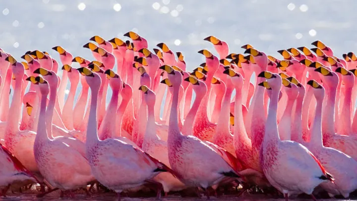 Flamingo fun facts Friday! 🦩🦩 🦩: There are six species of