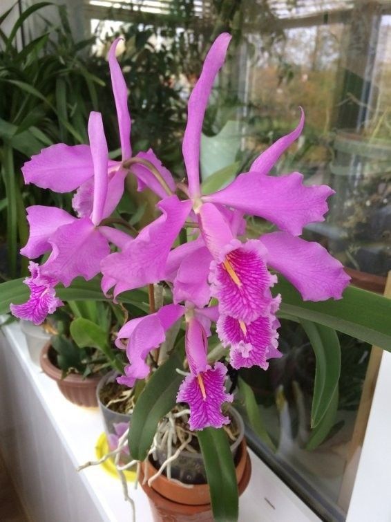 Cattleya maxima var. rubra This is a selfing of the famous var