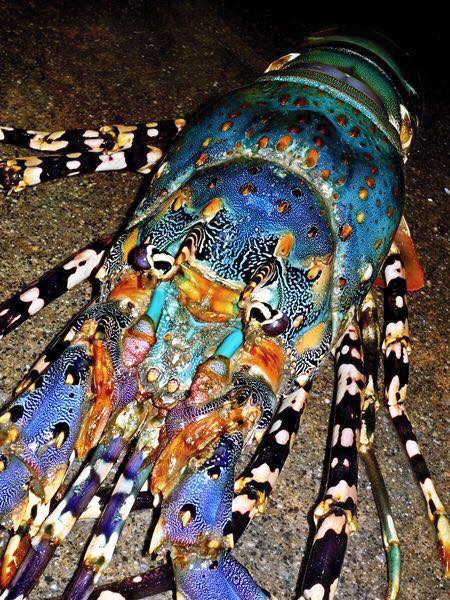 Chowder Factory - Have you ever seen an lobster with so many colors ...