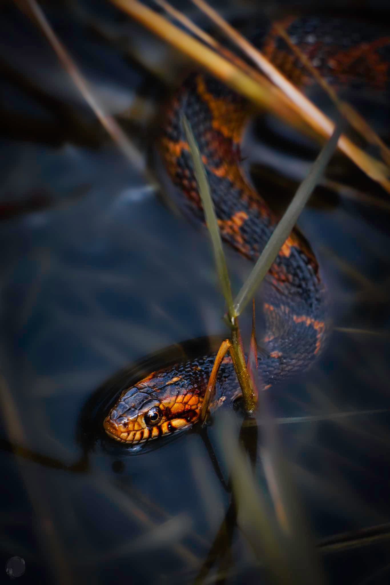 A water snake with 🐠📸 1/2500 f/6.3 iso800 Nikon z9